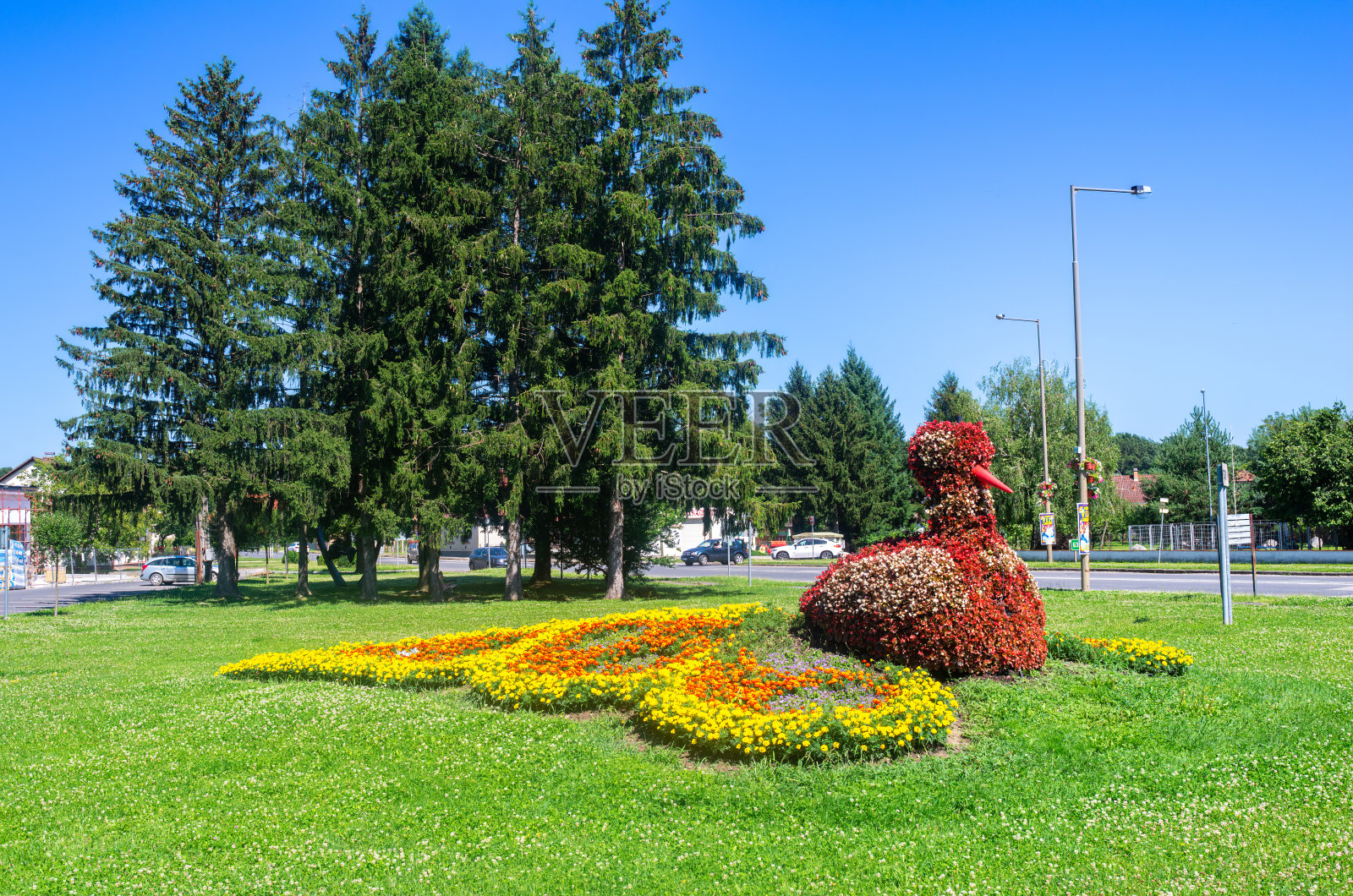 匈牙利Lenti的花孔雀照片摄影图片