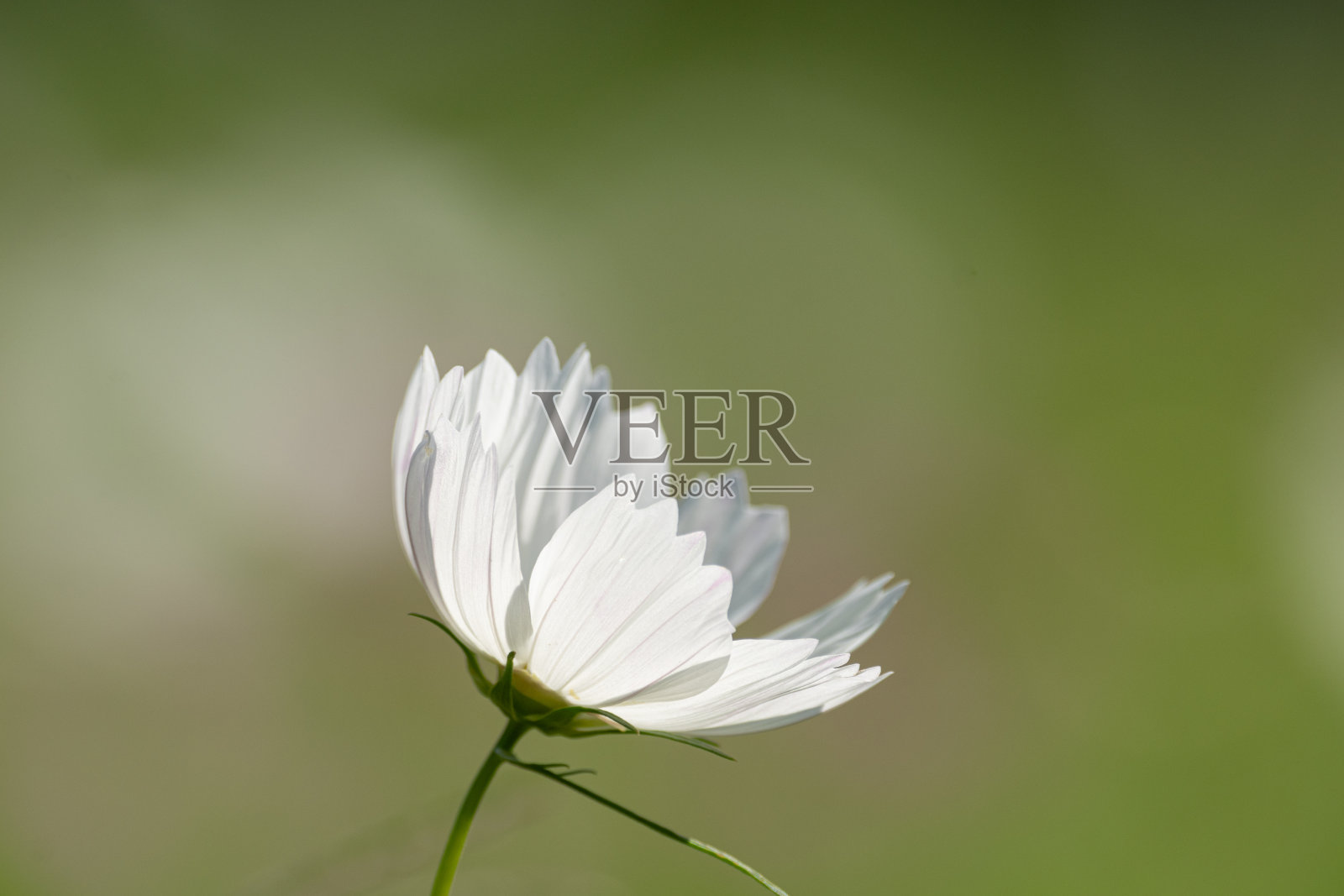 白色宇宙花照片摄影图片