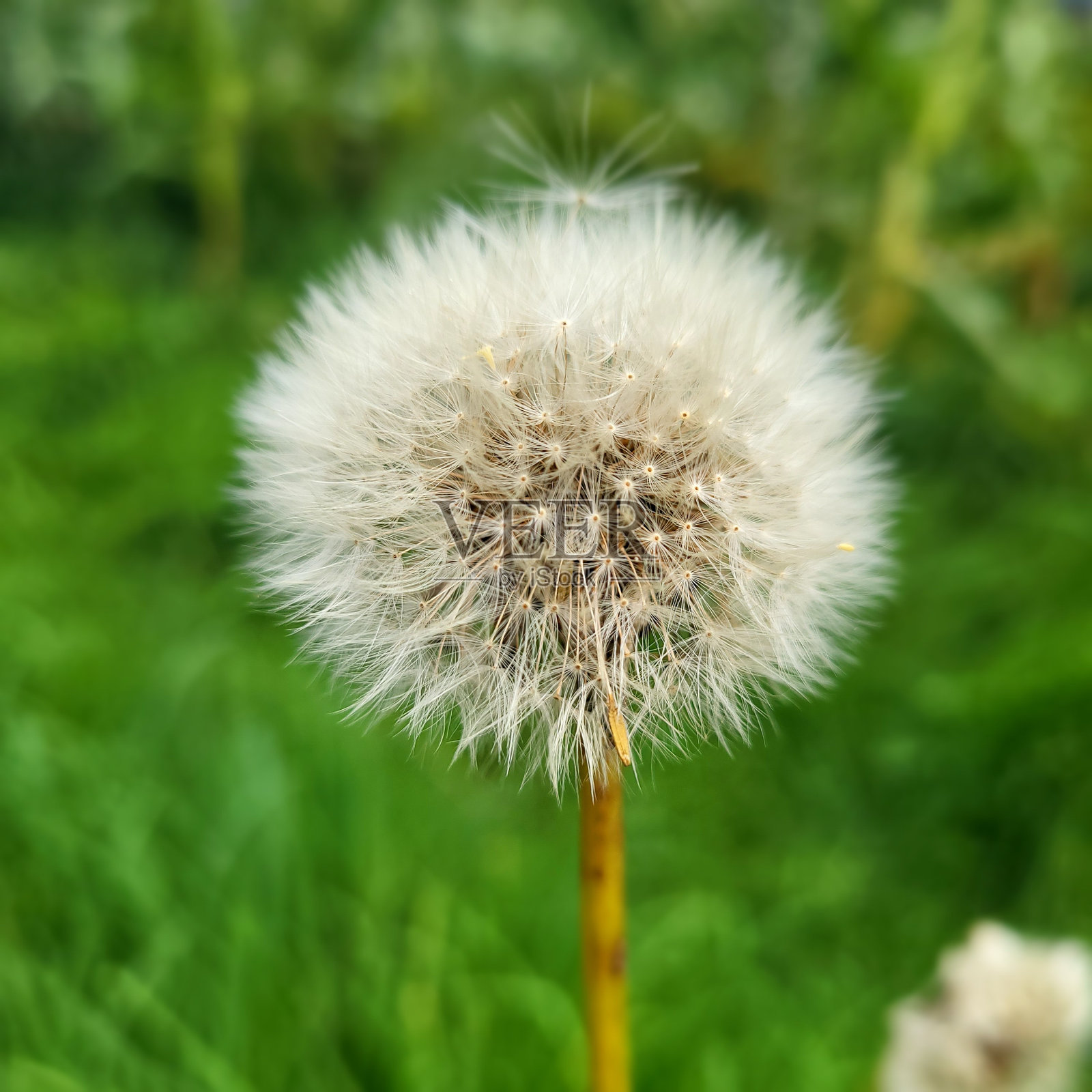 蒲公英的水晶照片摄影图片