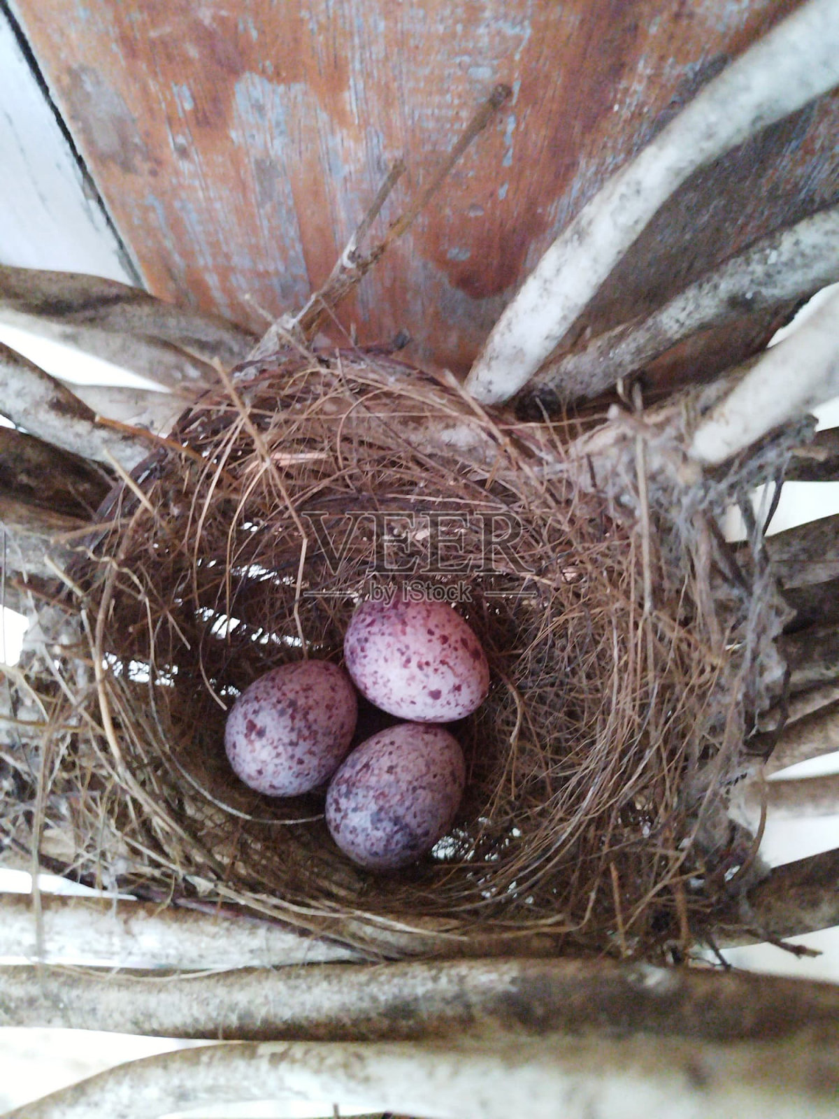 鸟巢照片摄影图片