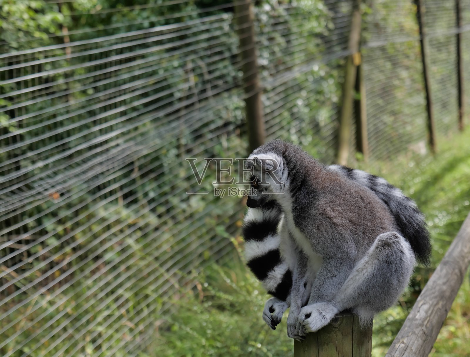 环尾狐猴坐在木桩上沉思照片摄影图片