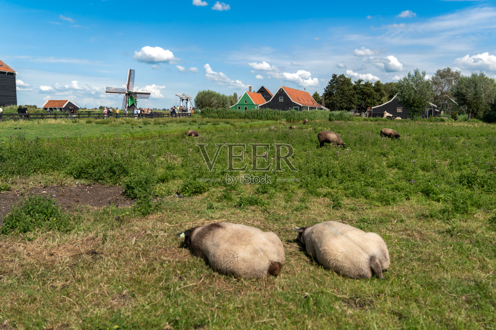荷兰的乡间别墅,背景是绵羊和风车。Zaanse Schans, Zaandam,荷兰照片摄影图片