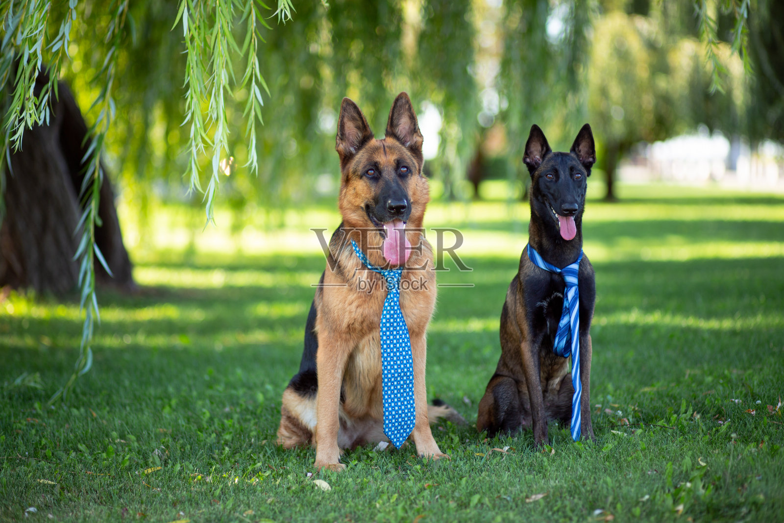 德国牧羊犬和比利时牧羊犬(玛利诺伊斯)系着领带坐在公园的绿色草坪上照片摄影图片