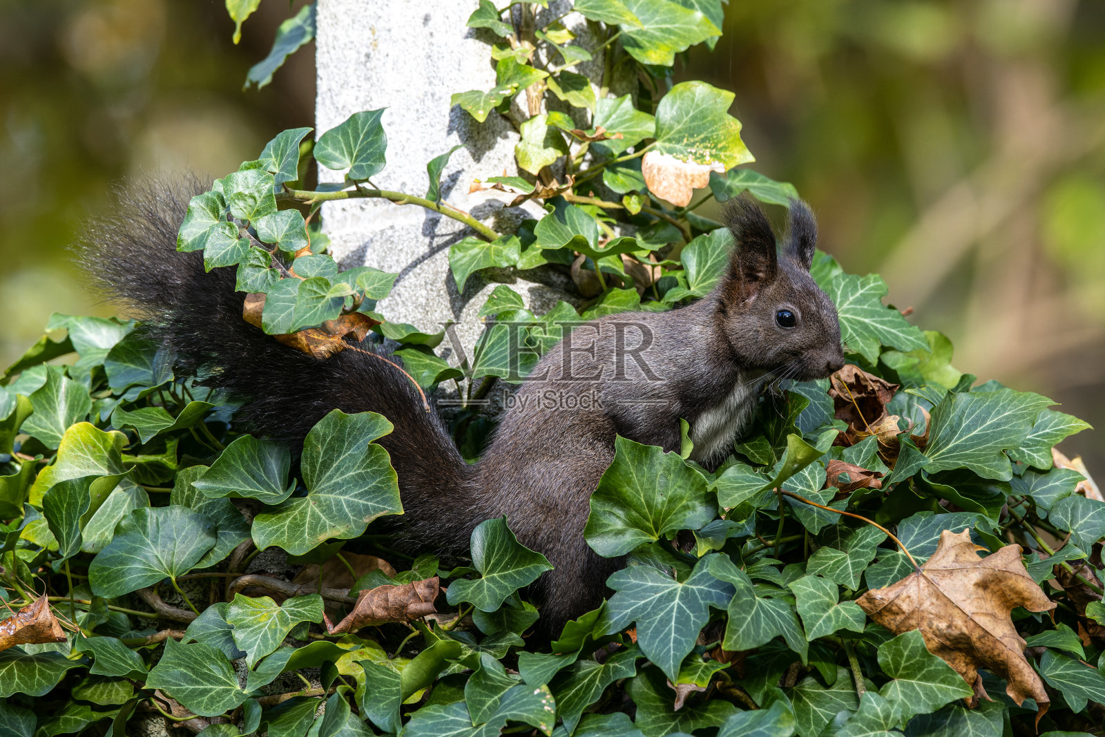 德国慕尼黑老北公墓的灰松鼠照片摄影图片