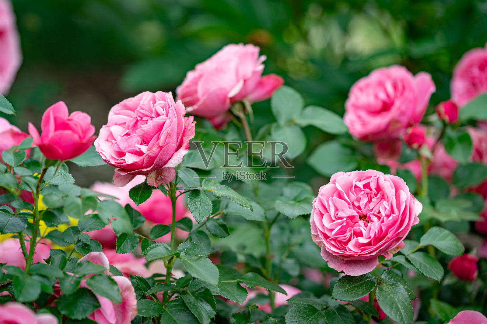 粉红玫瑰照片摄影图片