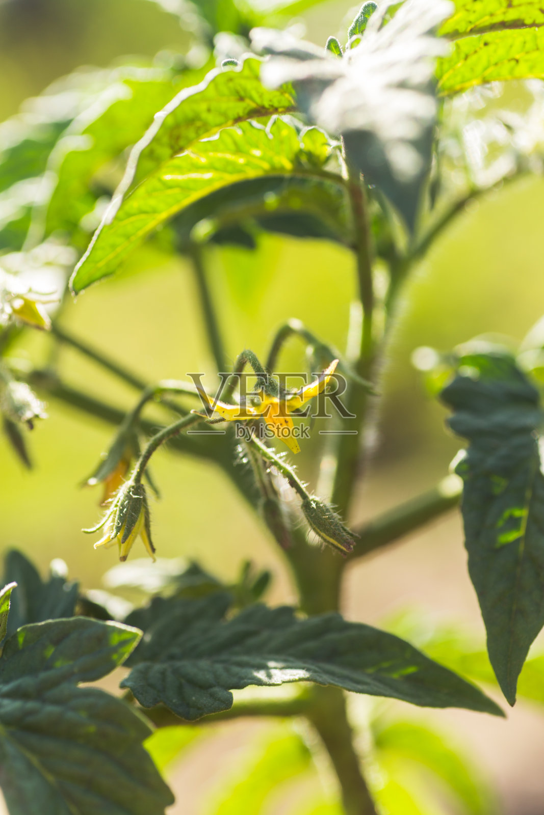 一个成熟的绿色黄瓜在树叶中间的灌木丛中。菜园的背景是黄瓜。照片摄影图片