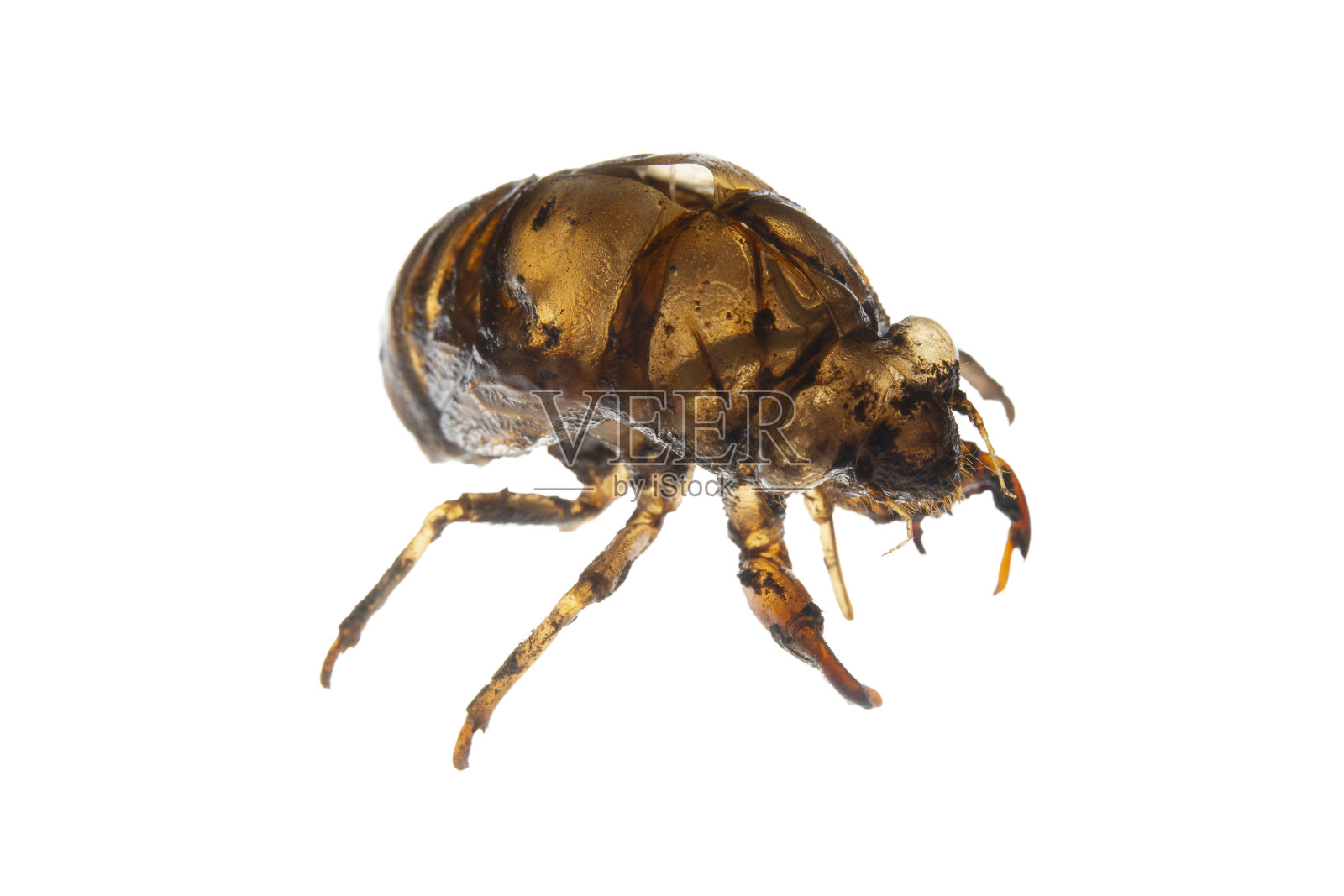 蝉的皮肤照片摄影图片