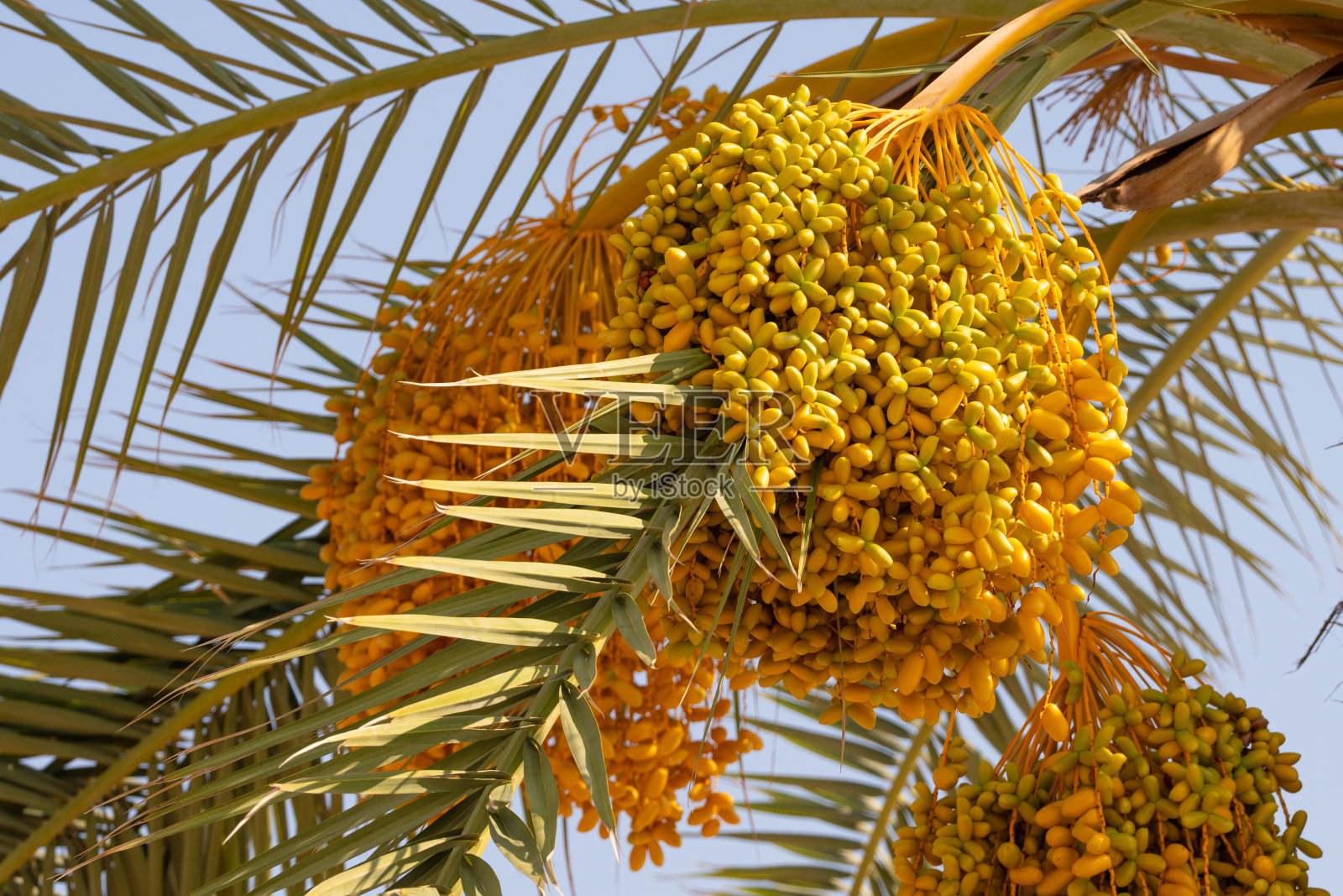 树上结着黄色的枣子照片摄影图片