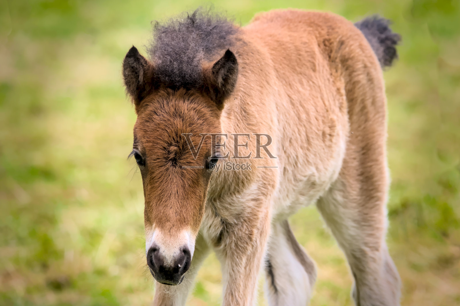 一只可爱的白色/棕色/褐色/栗色的冰岛小马驹在它母亲附近的草地上的肖像照片摄影图片