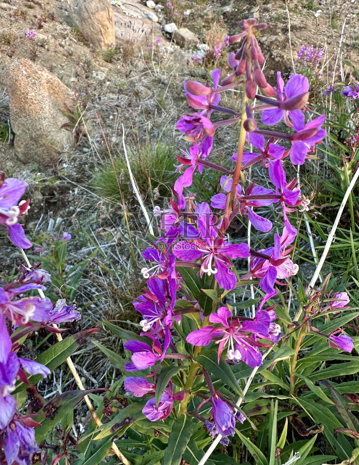 生长在苔原气候中的紫色花朵照片摄影图片