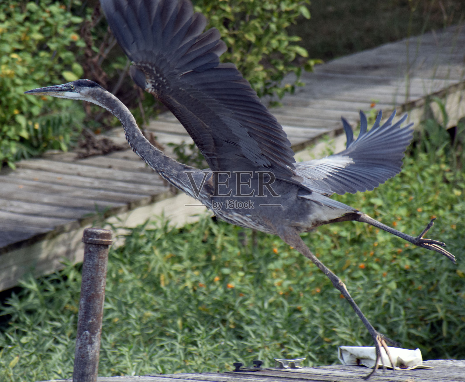 一只蓝鹭栖息在码头上。照片摄影图片