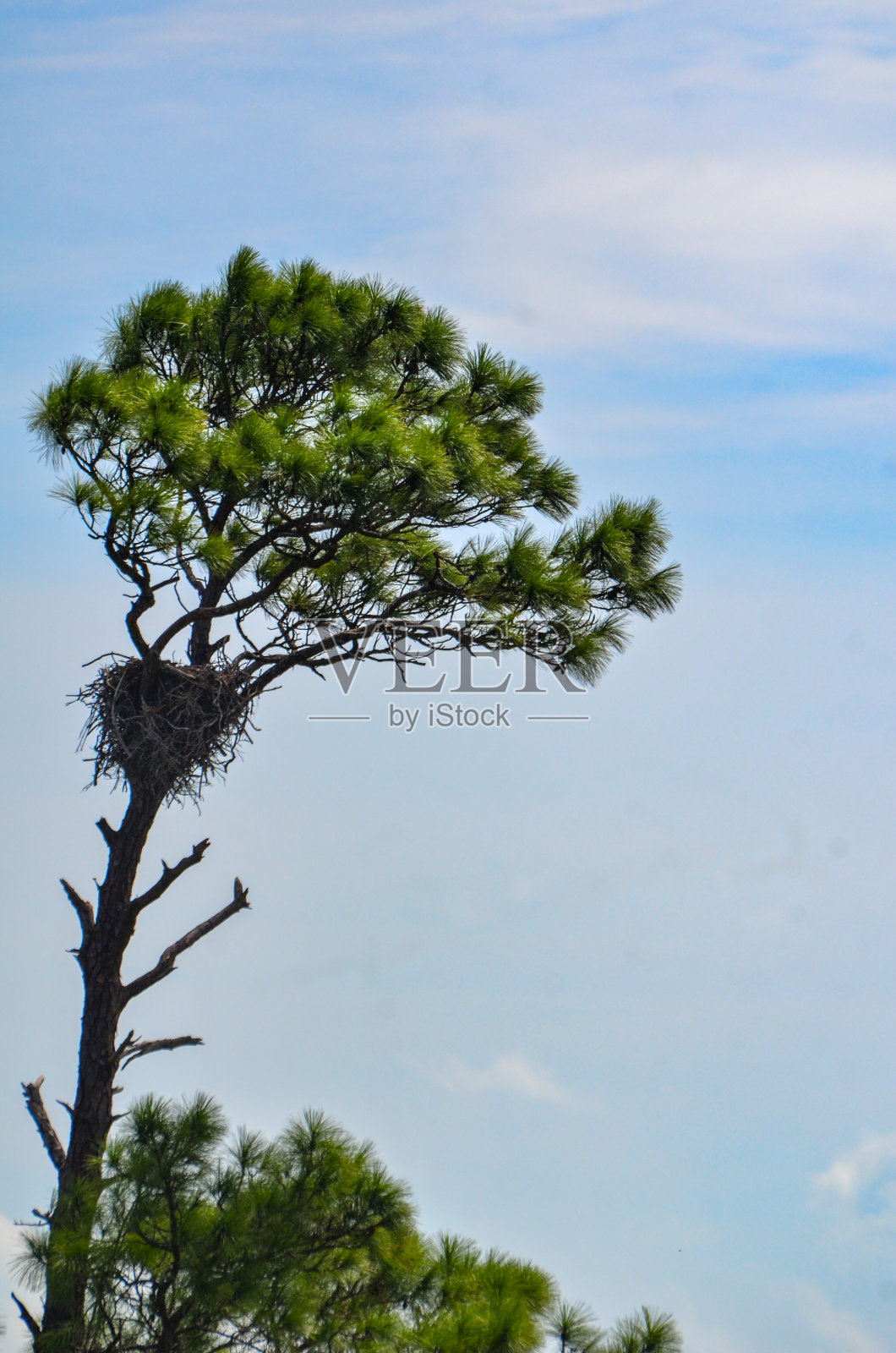 阿拉巴马州奥兰治海滩-在一棵高大的松树上筑巢照片摄影图片