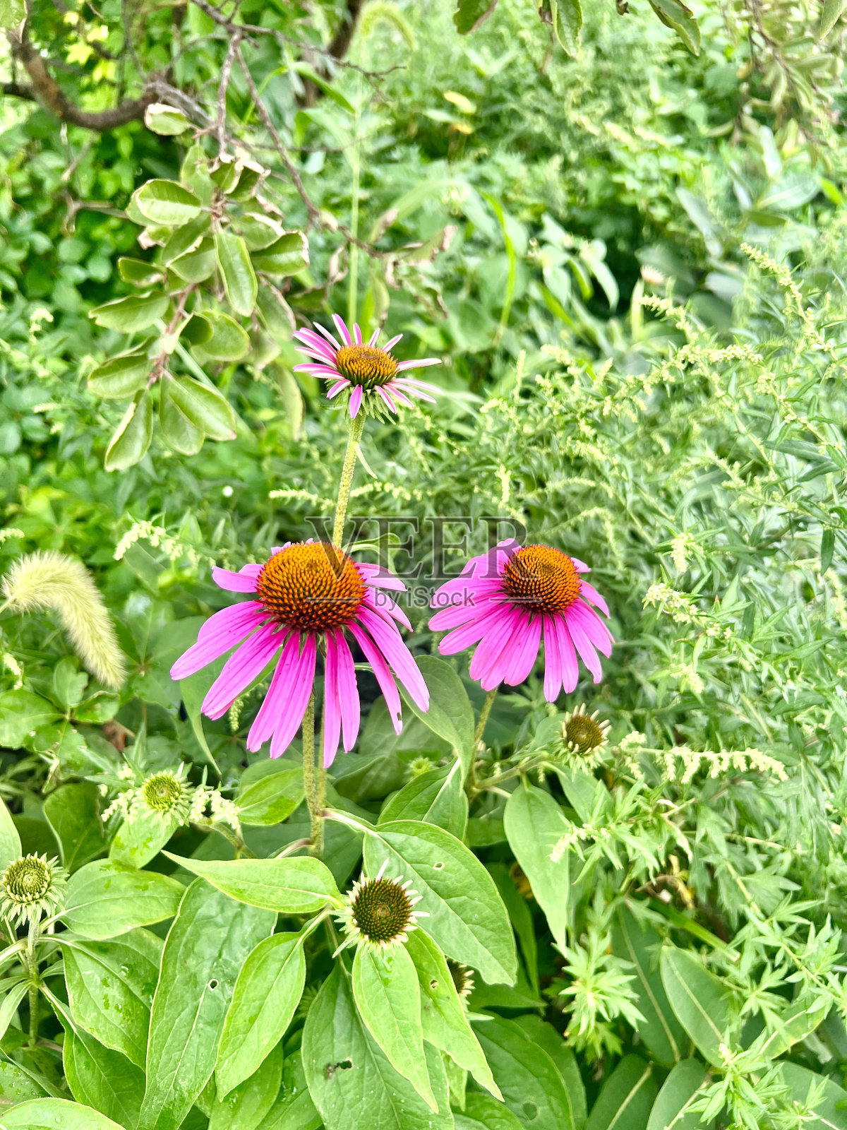 弗洛勒斯照片摄影图片