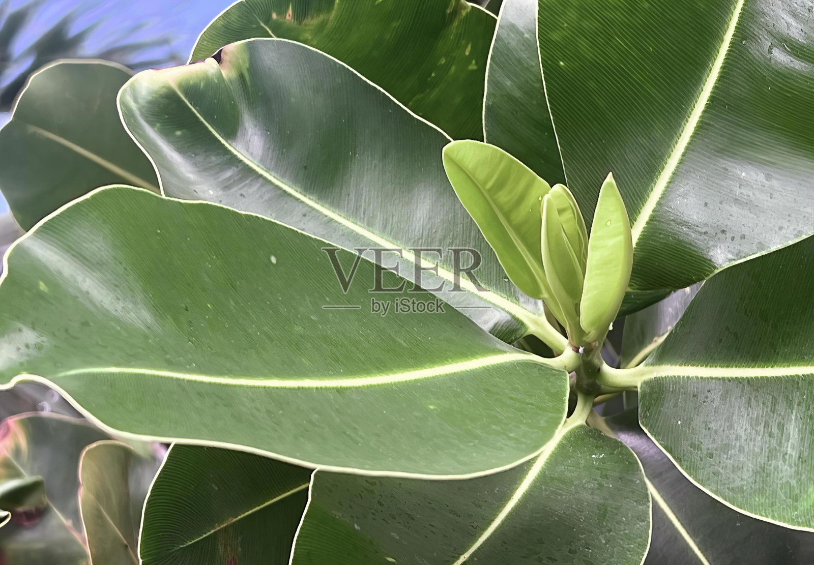 一张绿色植物的照片,上面有一朵小花,无花果叶的中心有一朵花。照片摄影图片