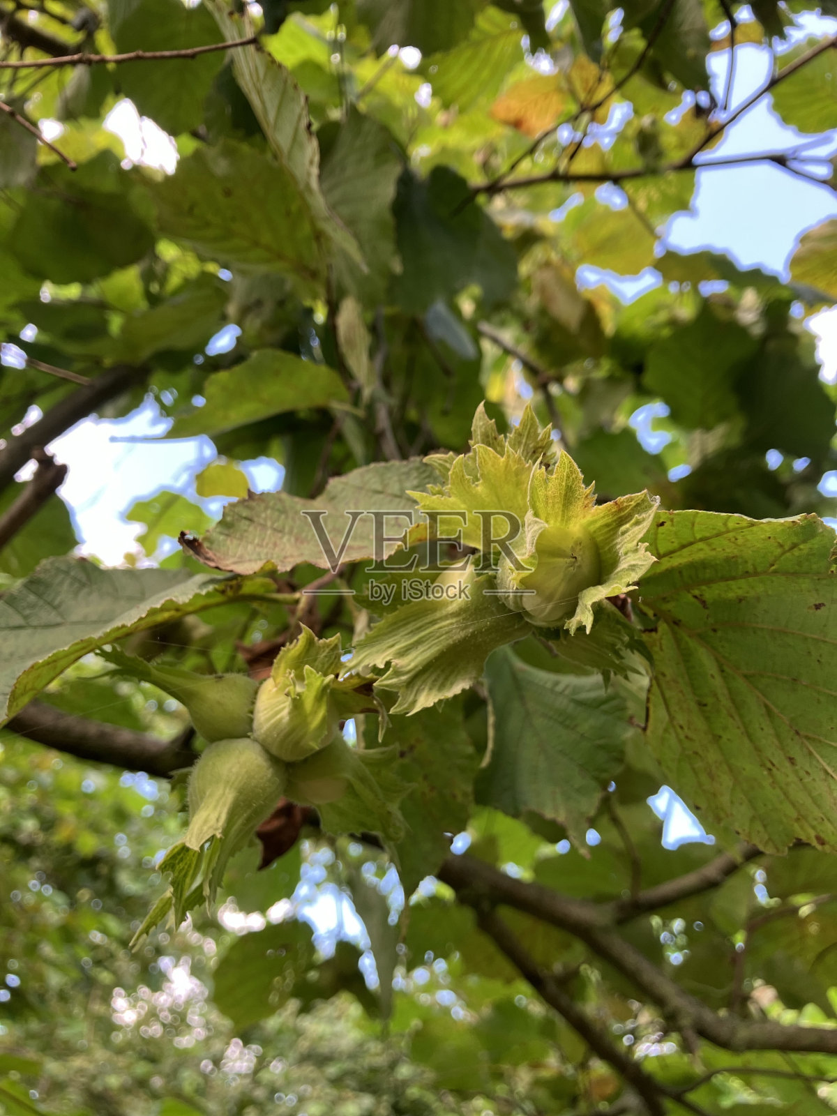 榛子收获照片摄影图片