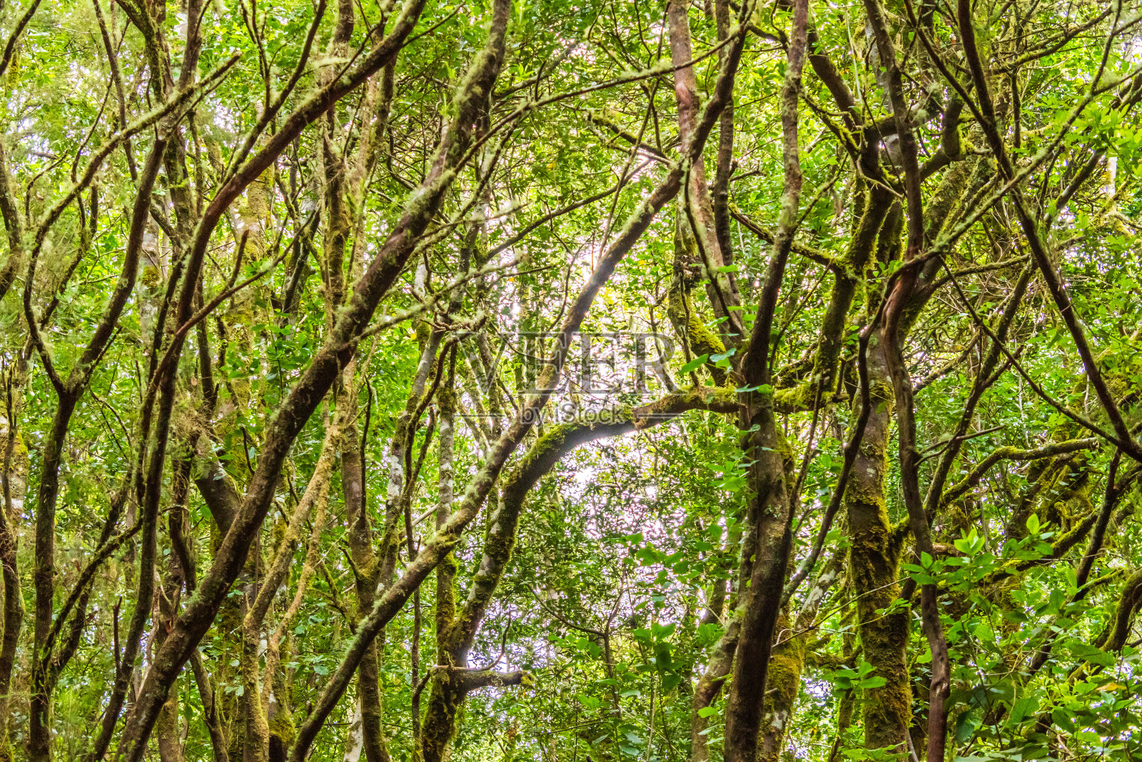 戈梅拉岛上的弗洛拉。照片摄影图片