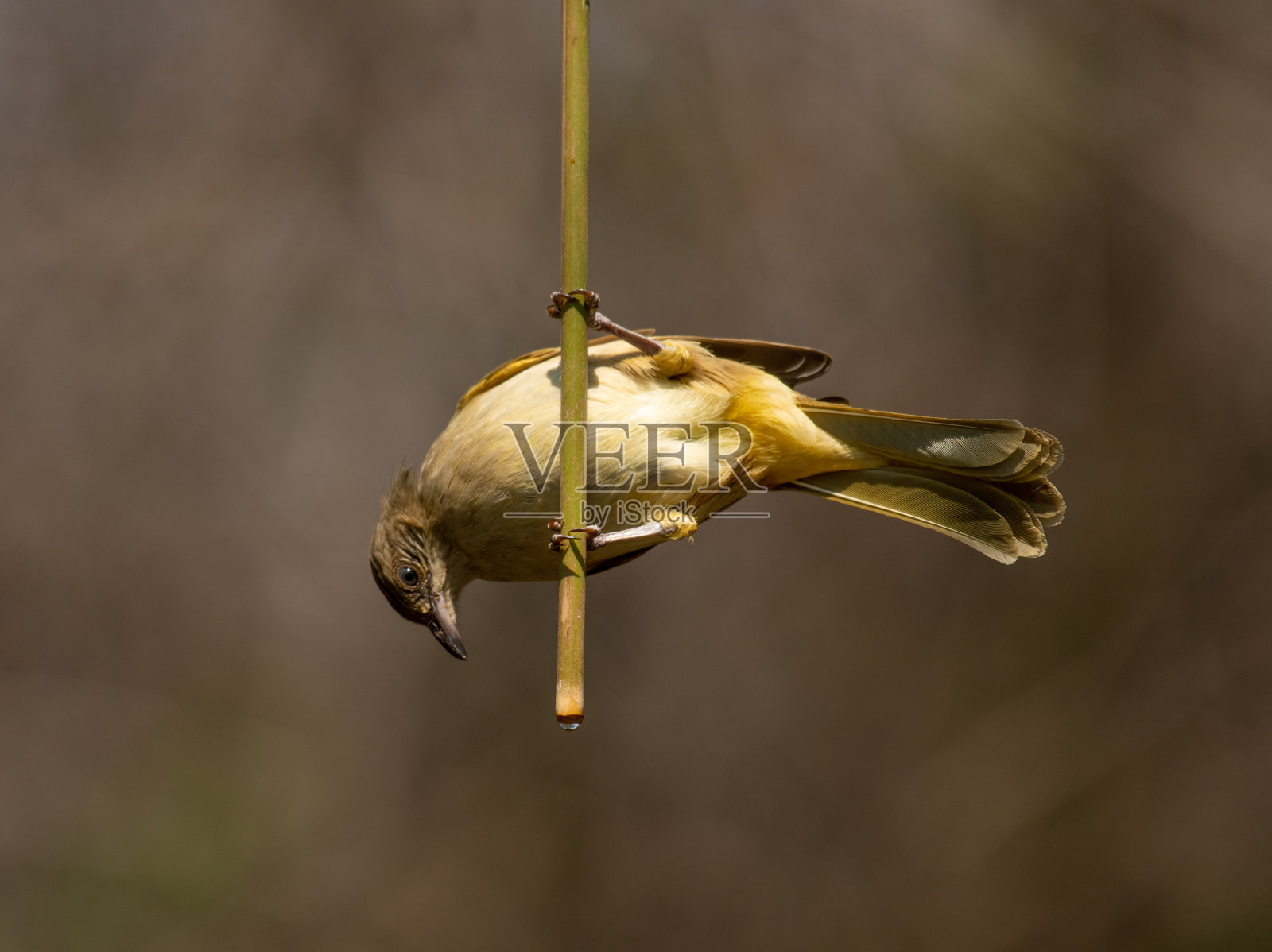 Streak-eared夜莺照片摄影图片