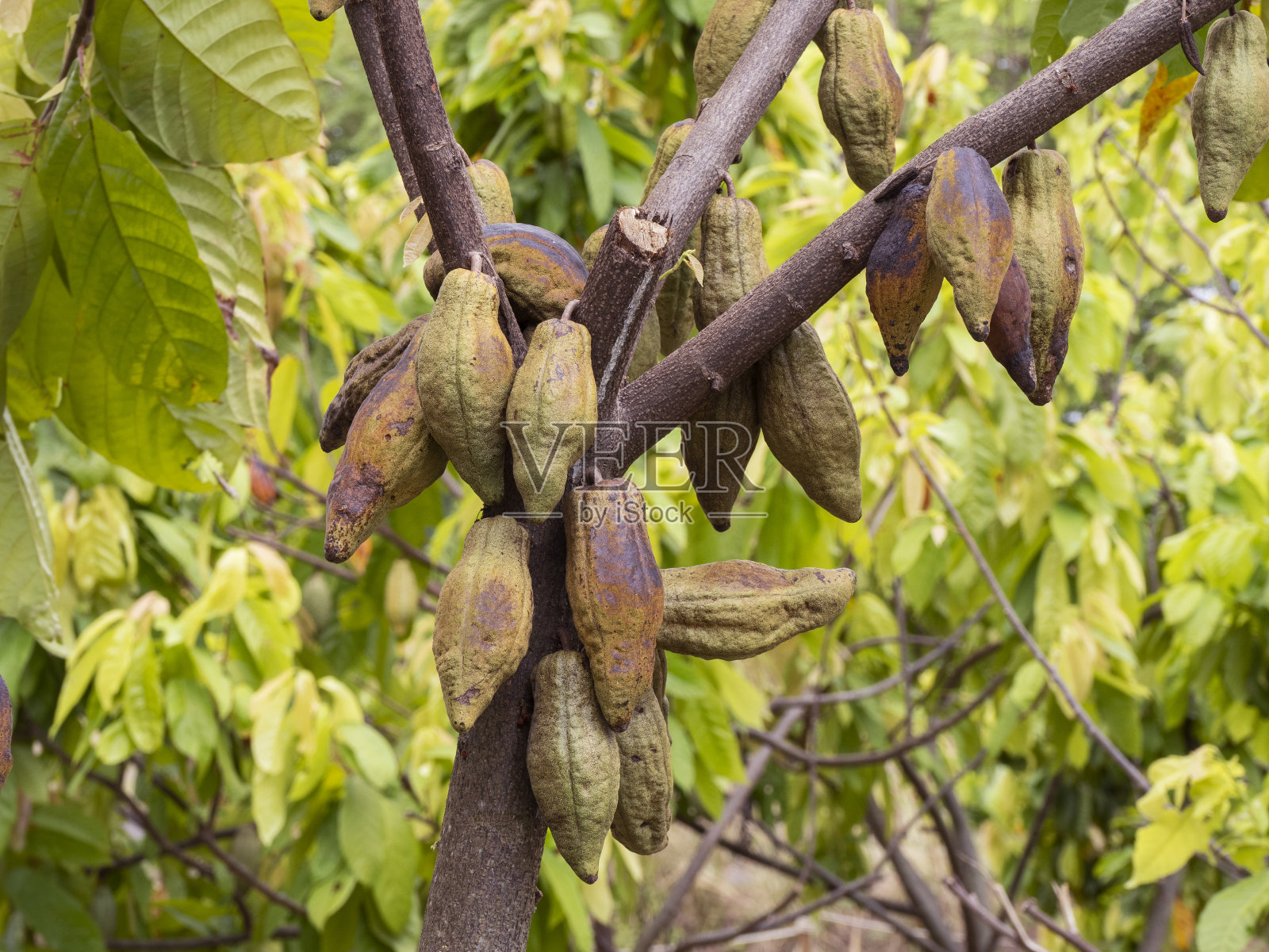 可可树上的可可果实用于制作巧克力照片摄影图片