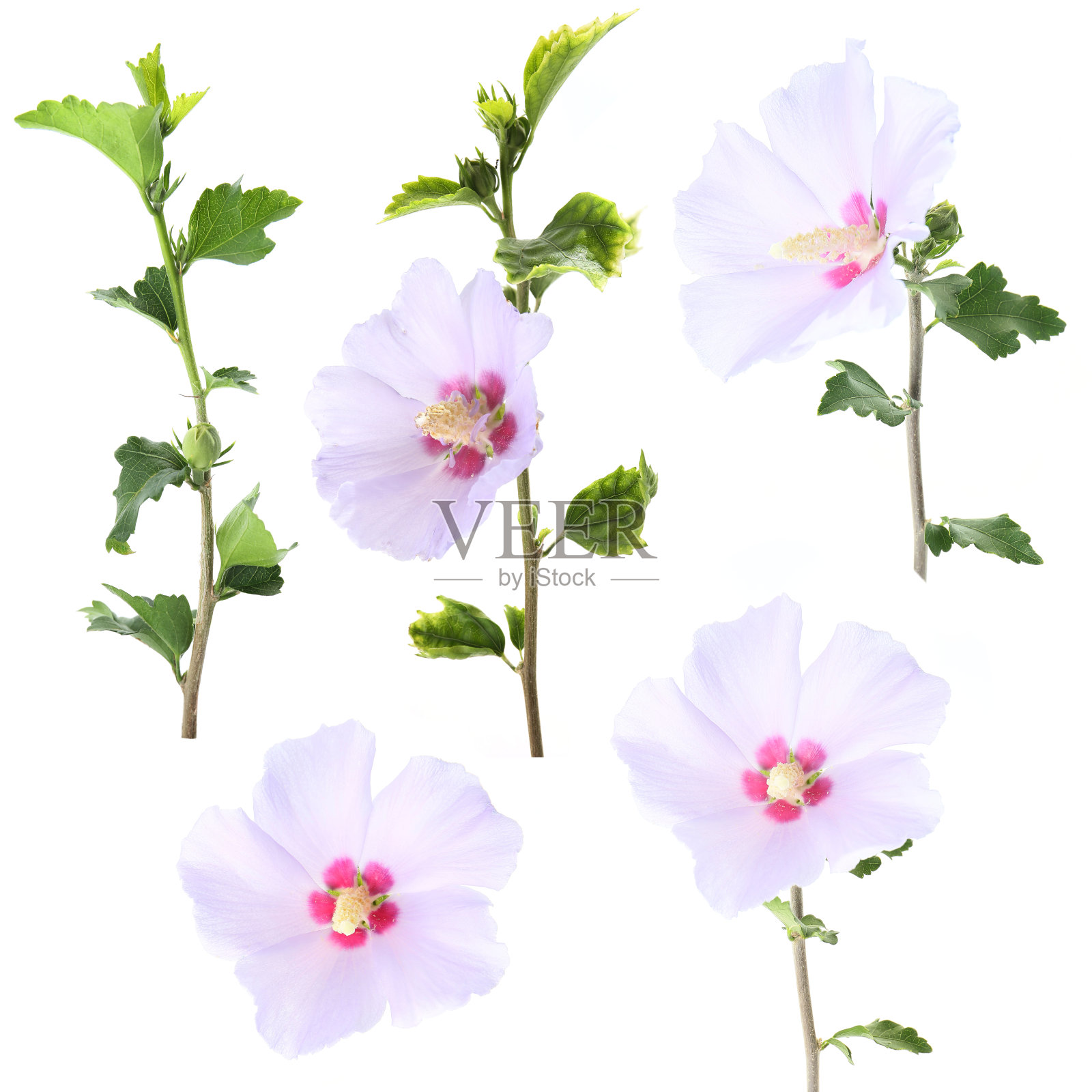 白色背景上的木槿花紫色花朵照片摄影图片