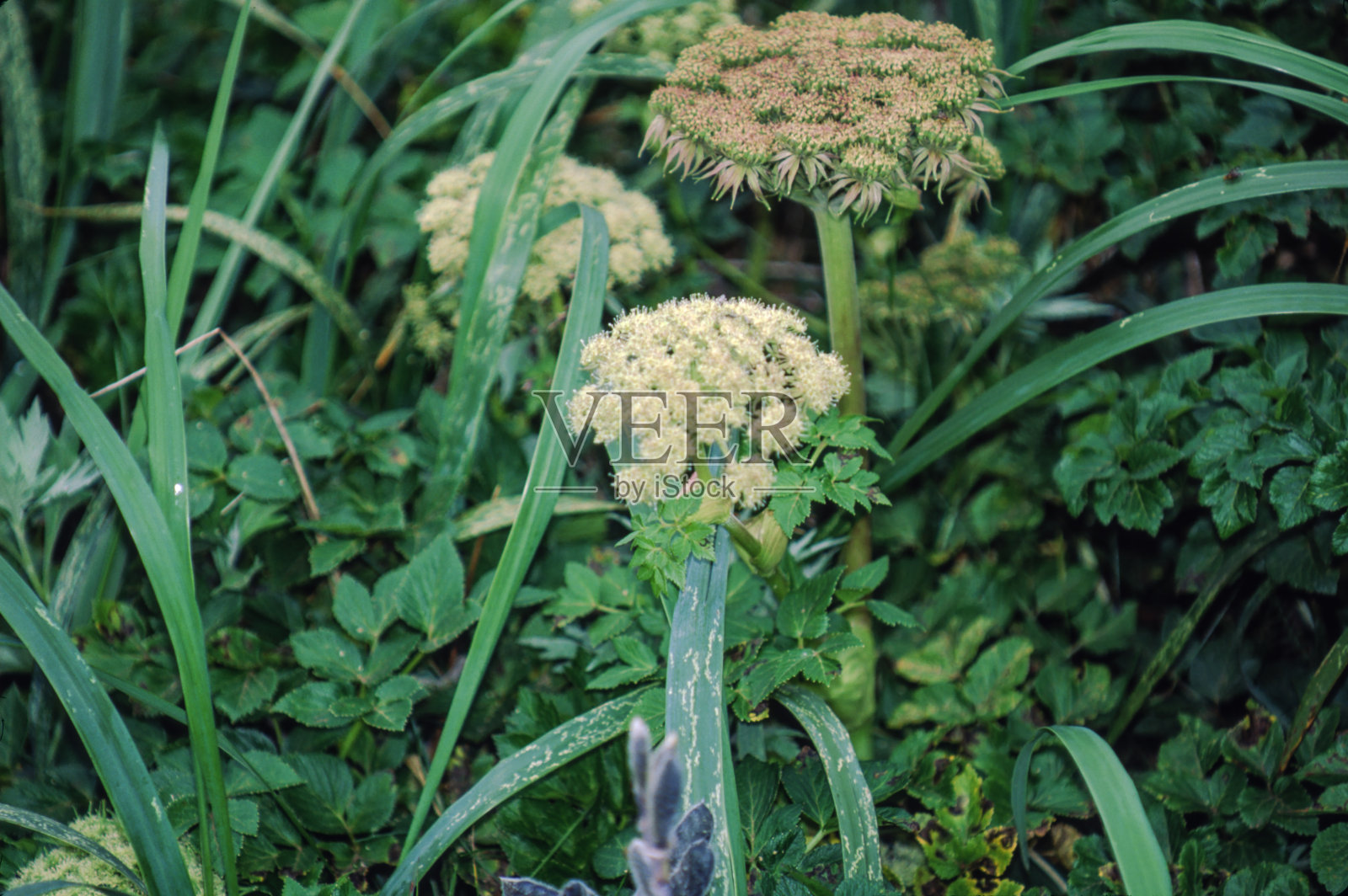 白色和黄色的花朵照片摄影图片