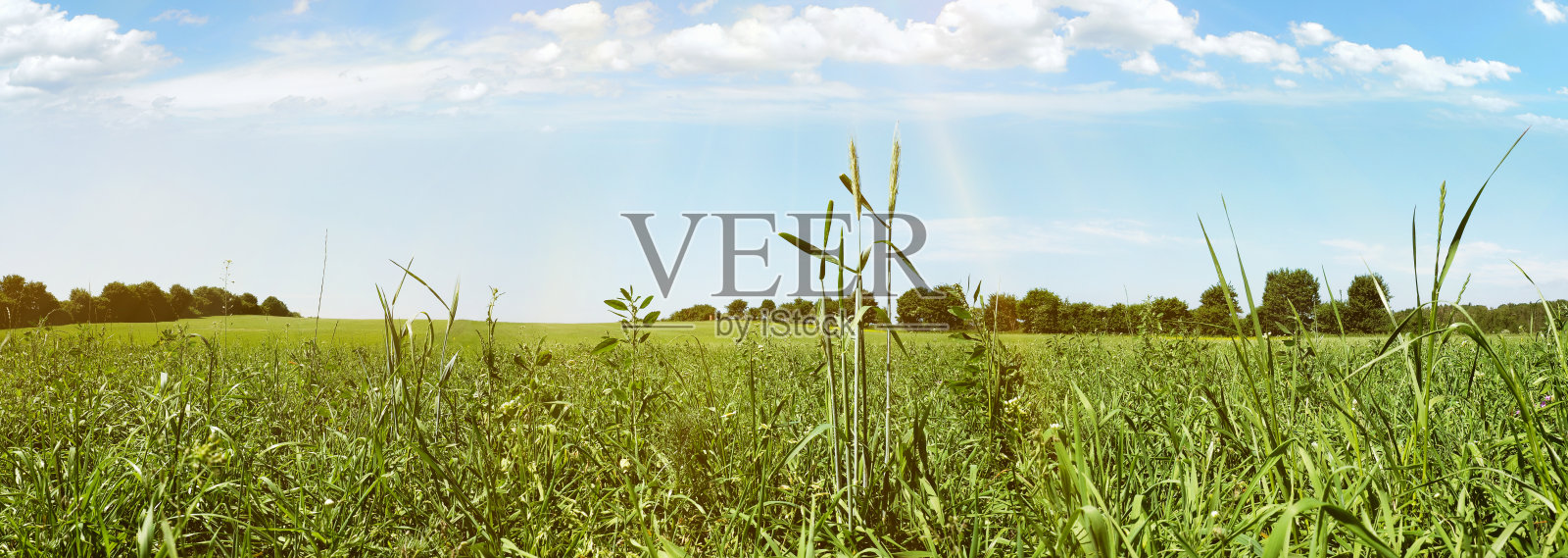 夏日的草地全景照片摄影图片