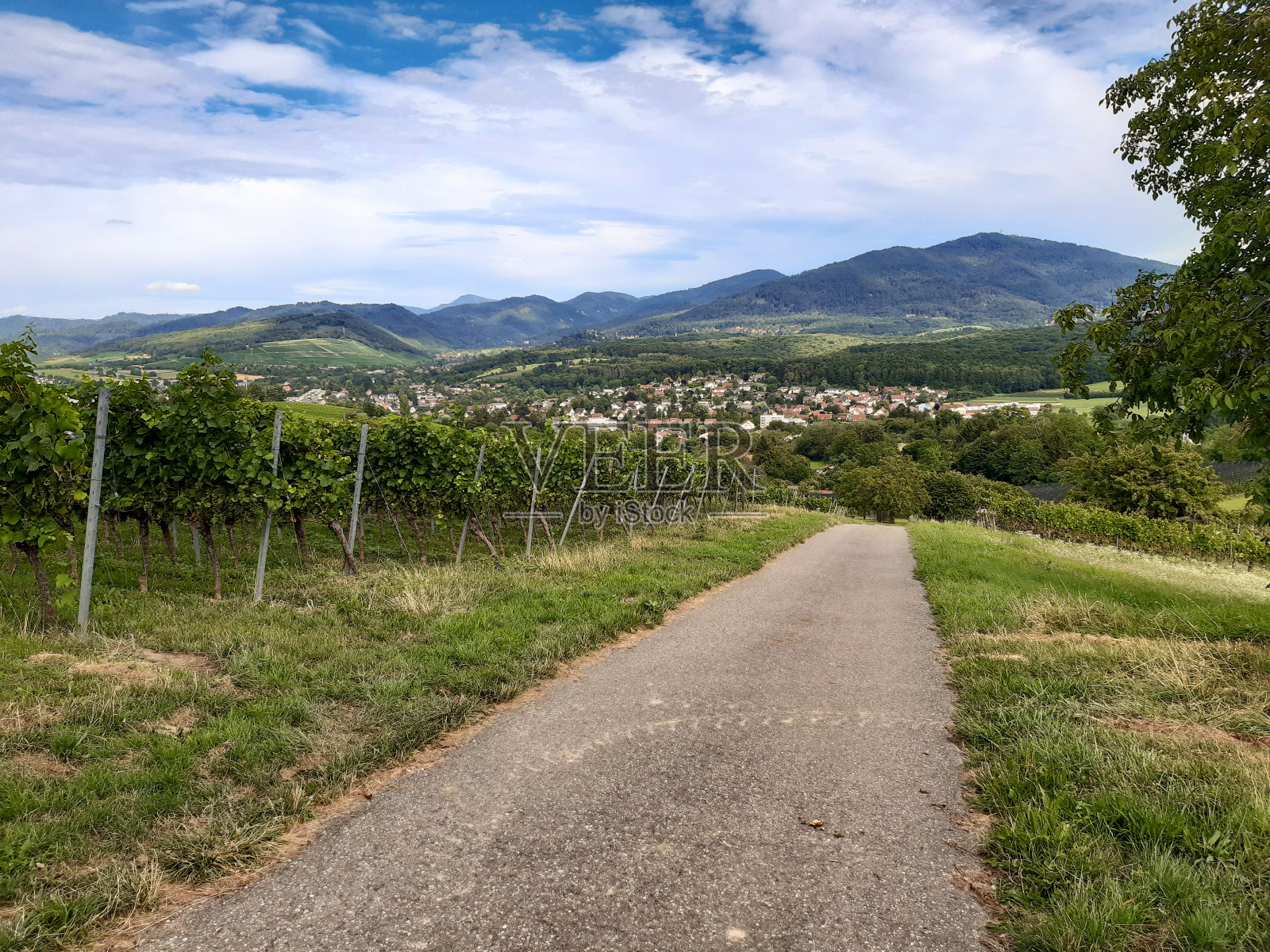 德国黑森林附近的葡萄园照片摄影图片