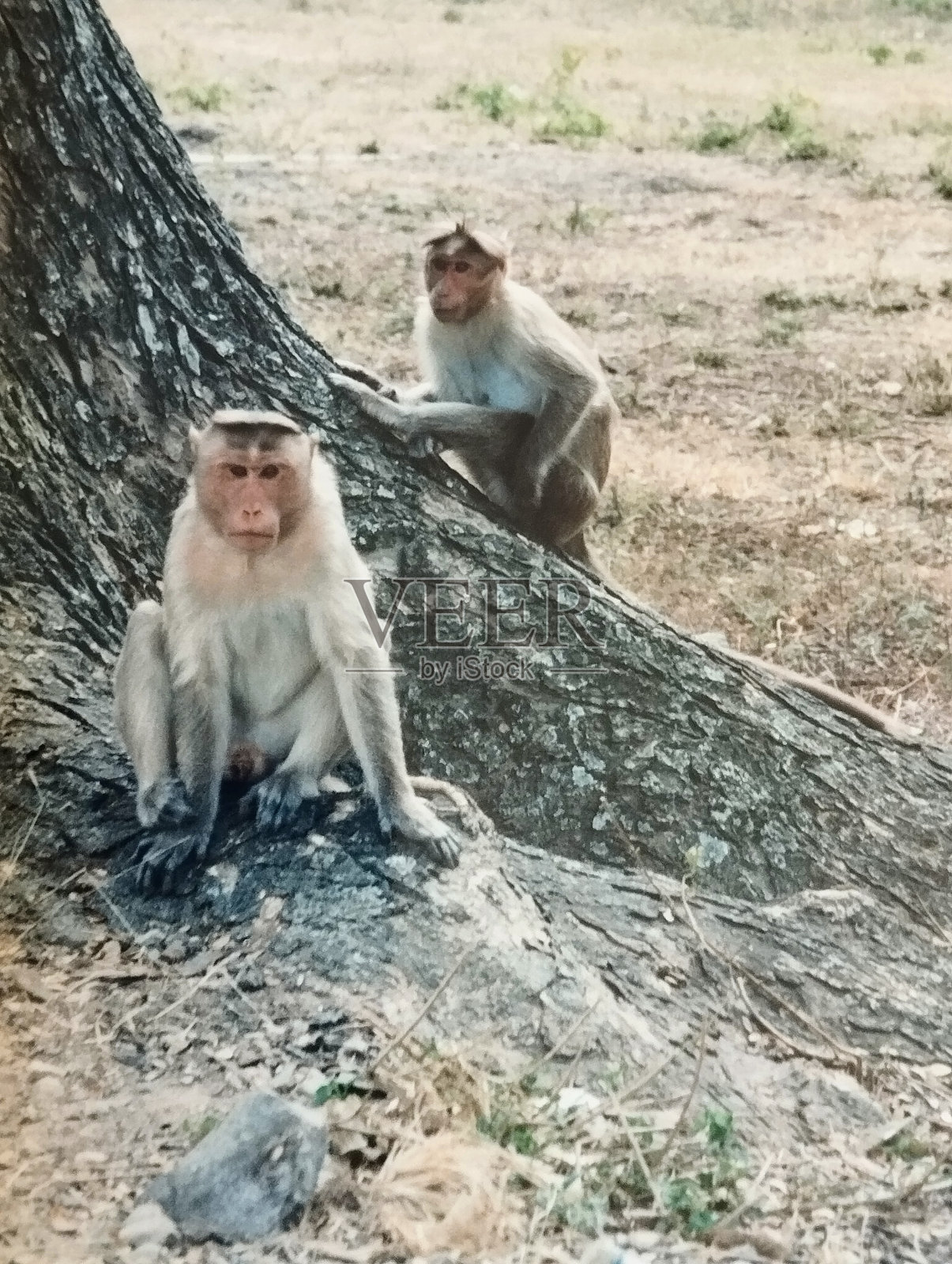 一只猴子注视着路人照片摄影图片