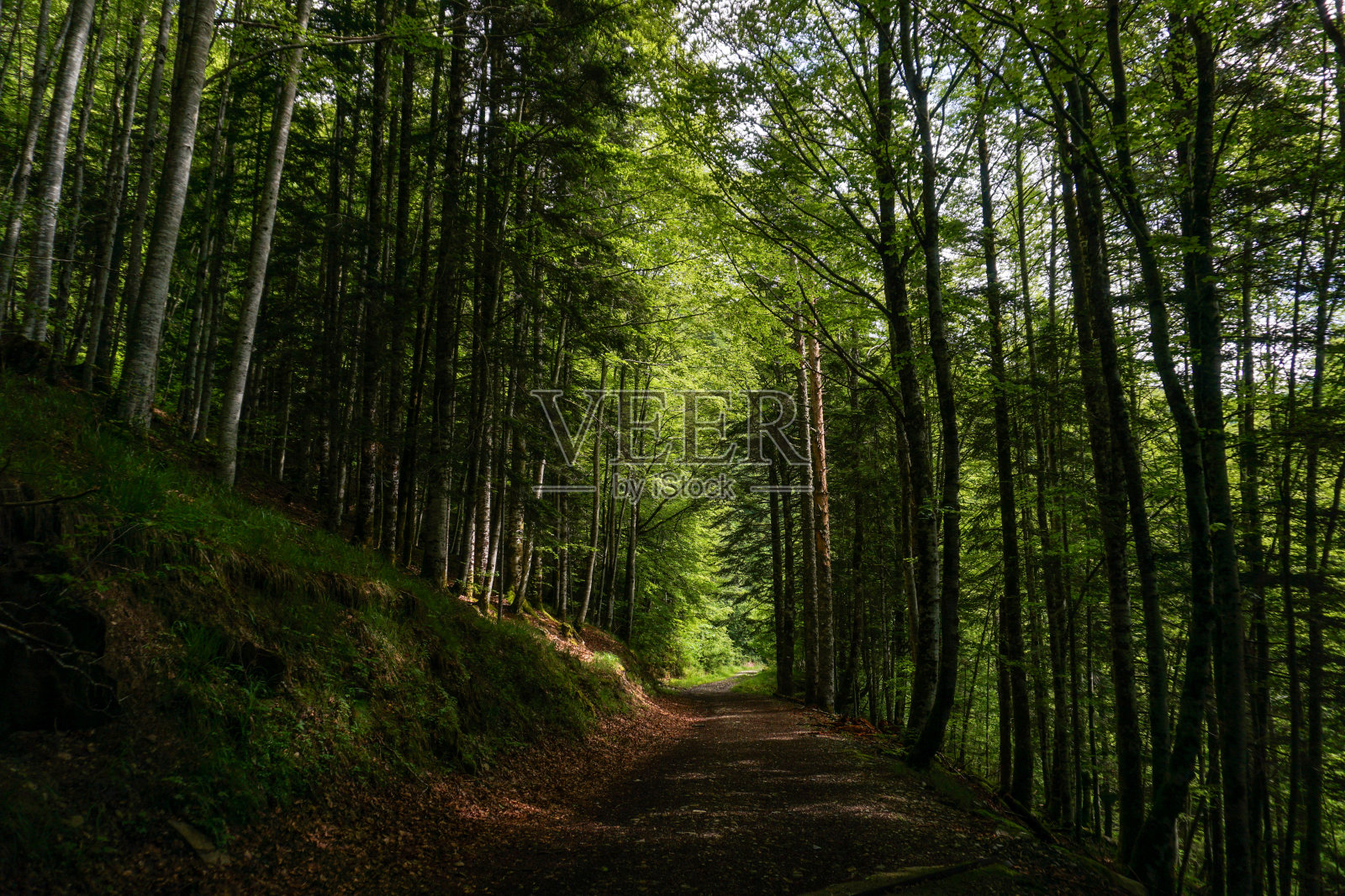 西班牙纳瓦拉的伊拉蒂森林照片摄影图片