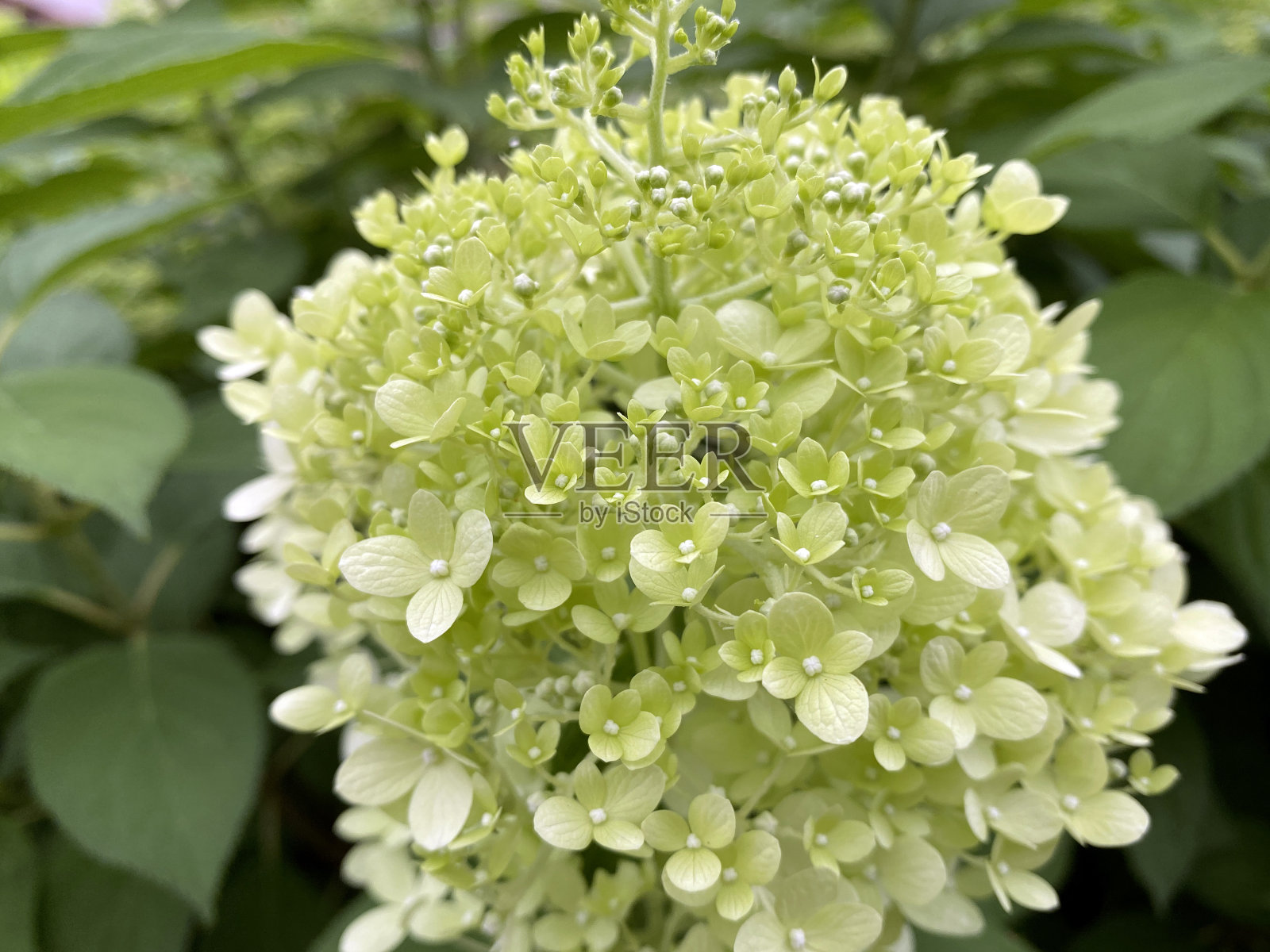 盛开的圆锥绣球簇簇的花背景照片摄影图片