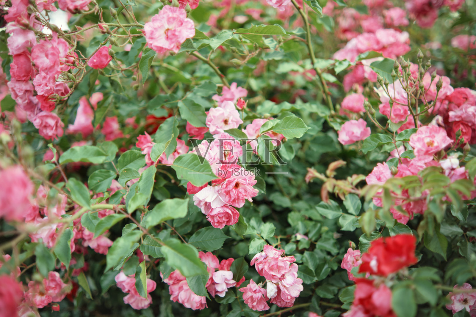 花园里盛开的玫瑰和红玫瑰丛。照片摄影图片