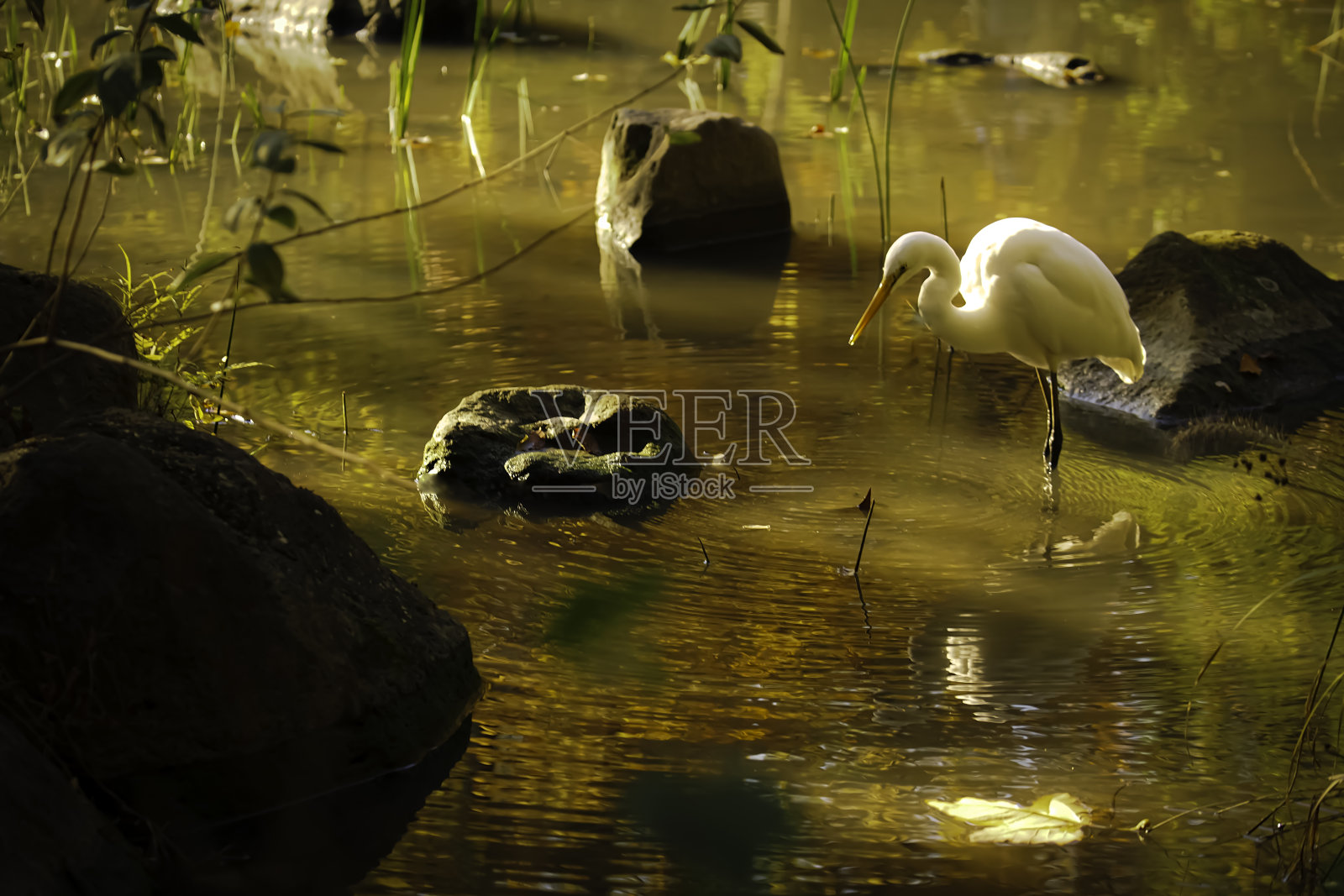 湖边的东部大白鹭照片摄影图片