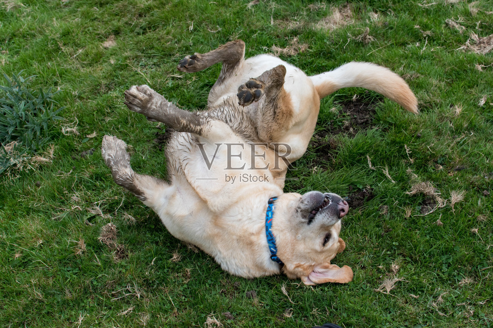 狗在草地上打滚照片摄影图片