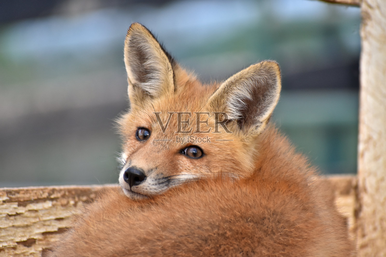 红狐套装照片摄影图片