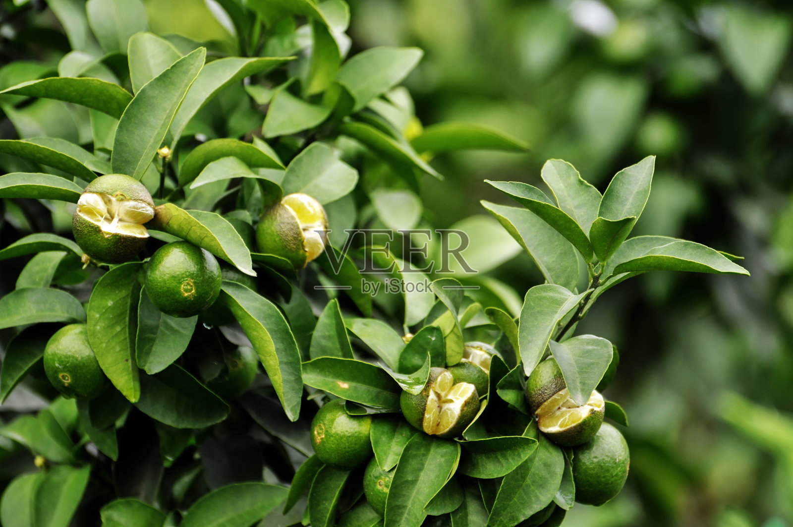 树上未成熟的橙色果实照片摄影图片