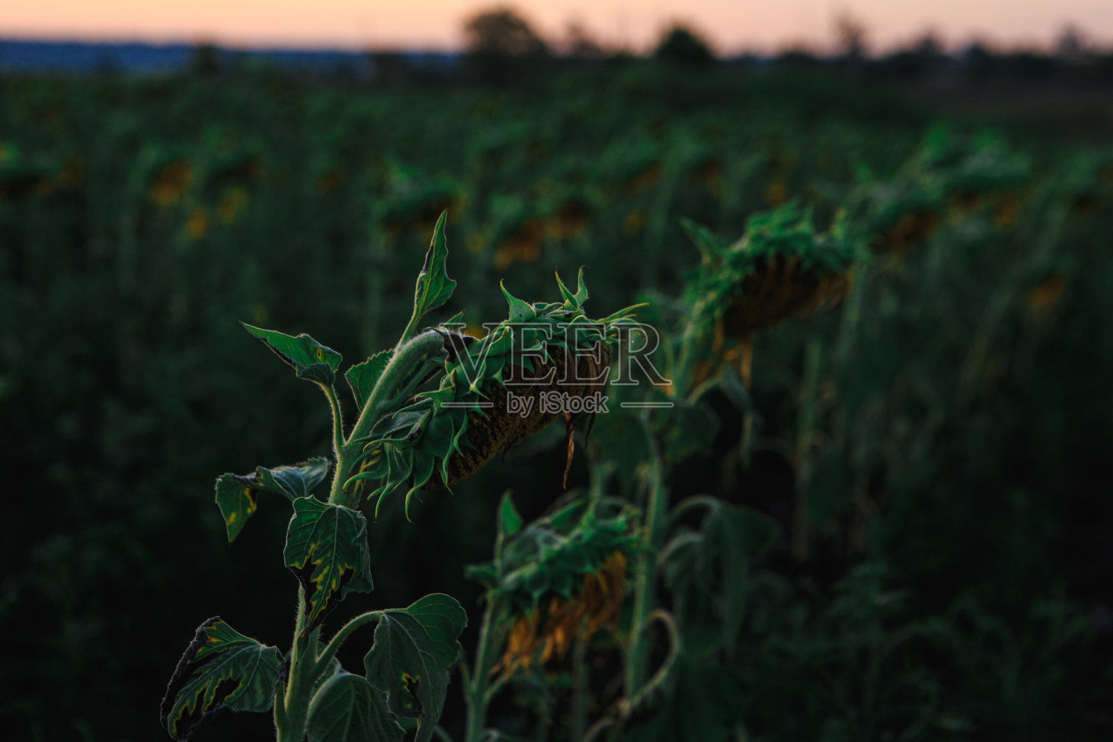 农田里的向日葵。照片摄影图片