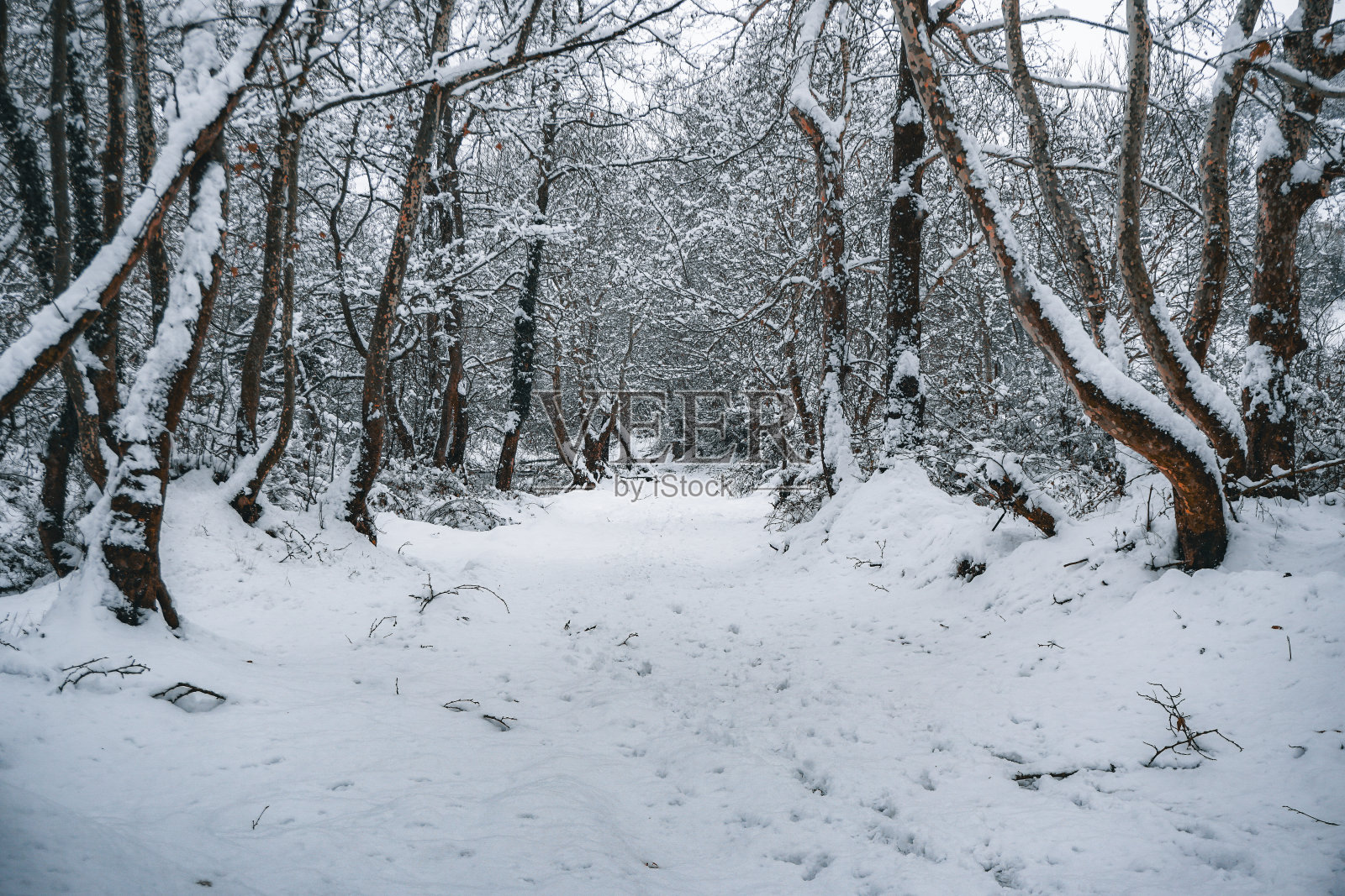 穿过白雪覆盖的森林中央的小路照片摄影图片