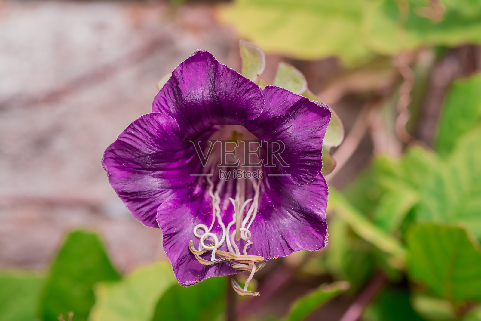 墨西哥常青藤,修道院钟,大教堂钟照片摄影图片