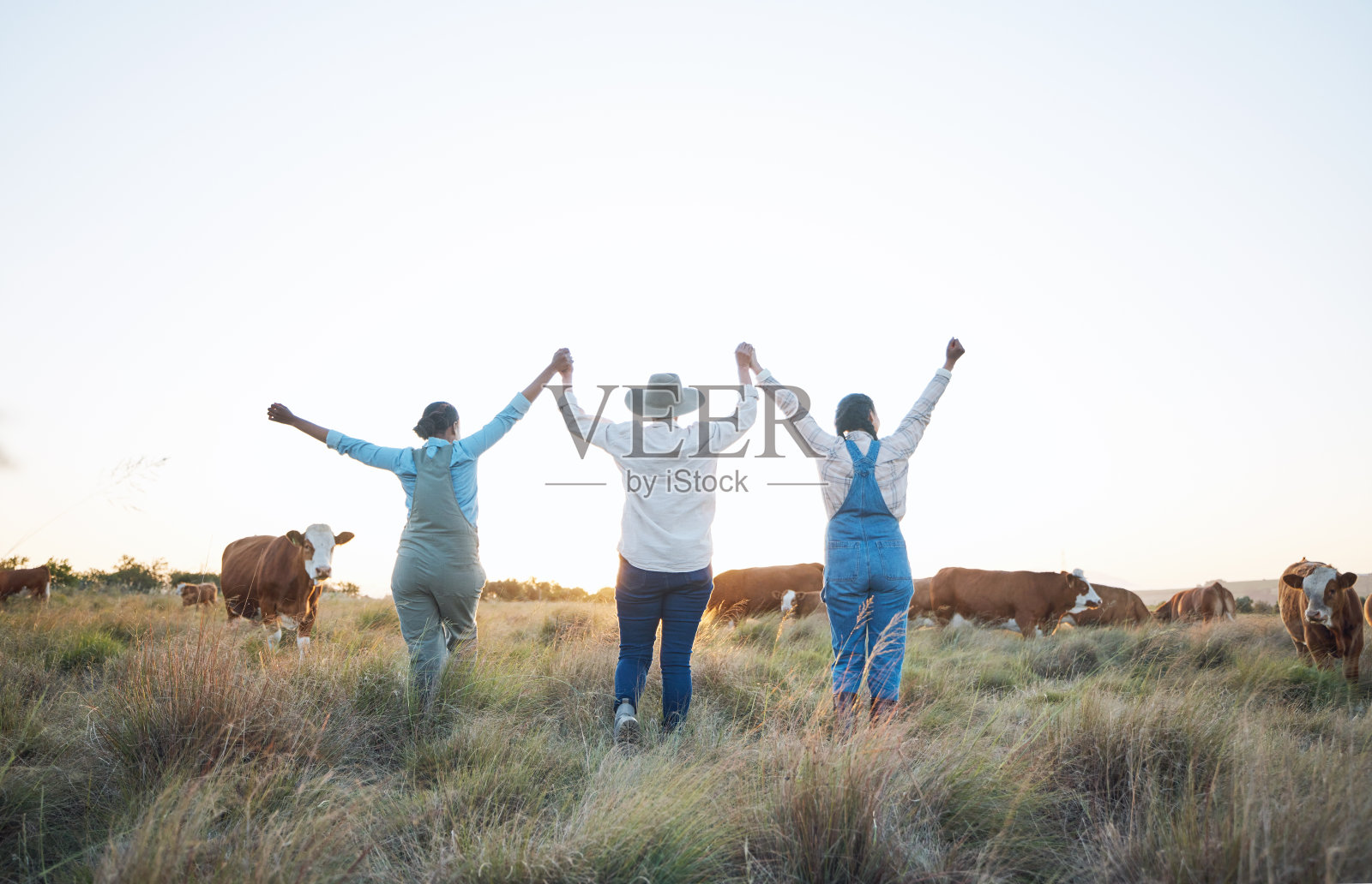 农场,庆祝和妇女牵手成功,为养牛业的成长或发展高兴或兴奋农场主,朋友和农场团队的后景庆祝农业成就照片摄影图片