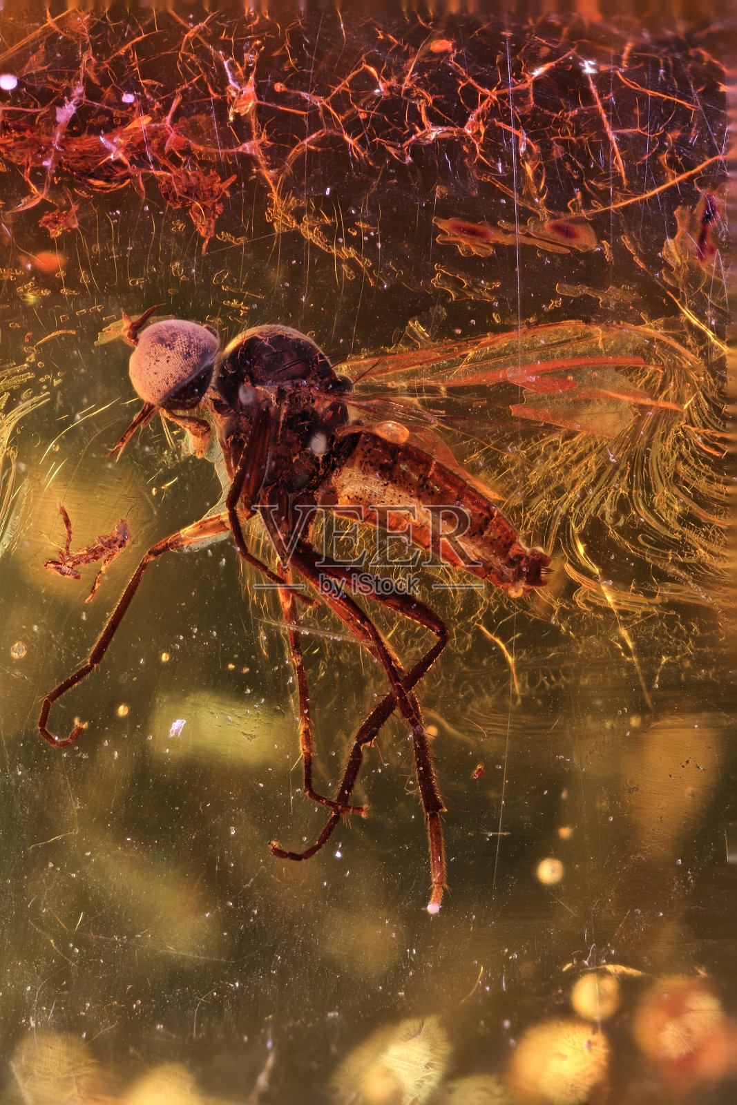 长尾舞蝇被囚禁在波罗的海琥珀中照片摄影图片