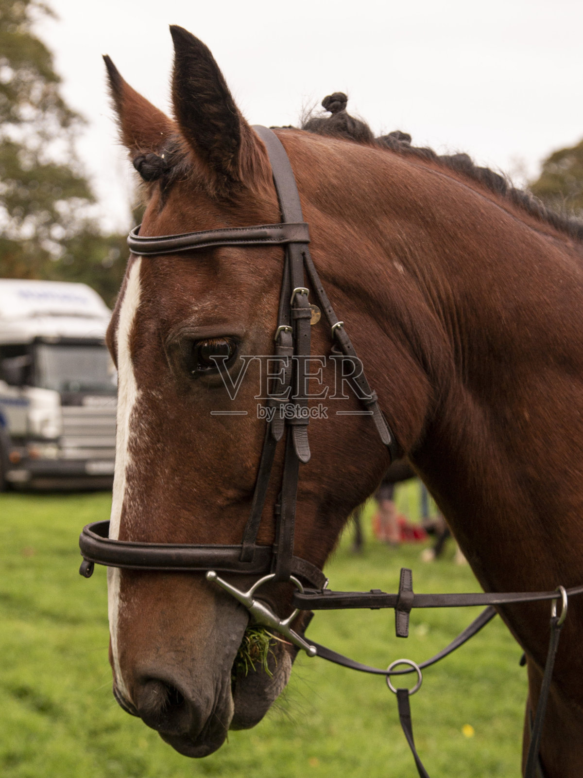 Posh Horse & Horse Box。照片摄影图片