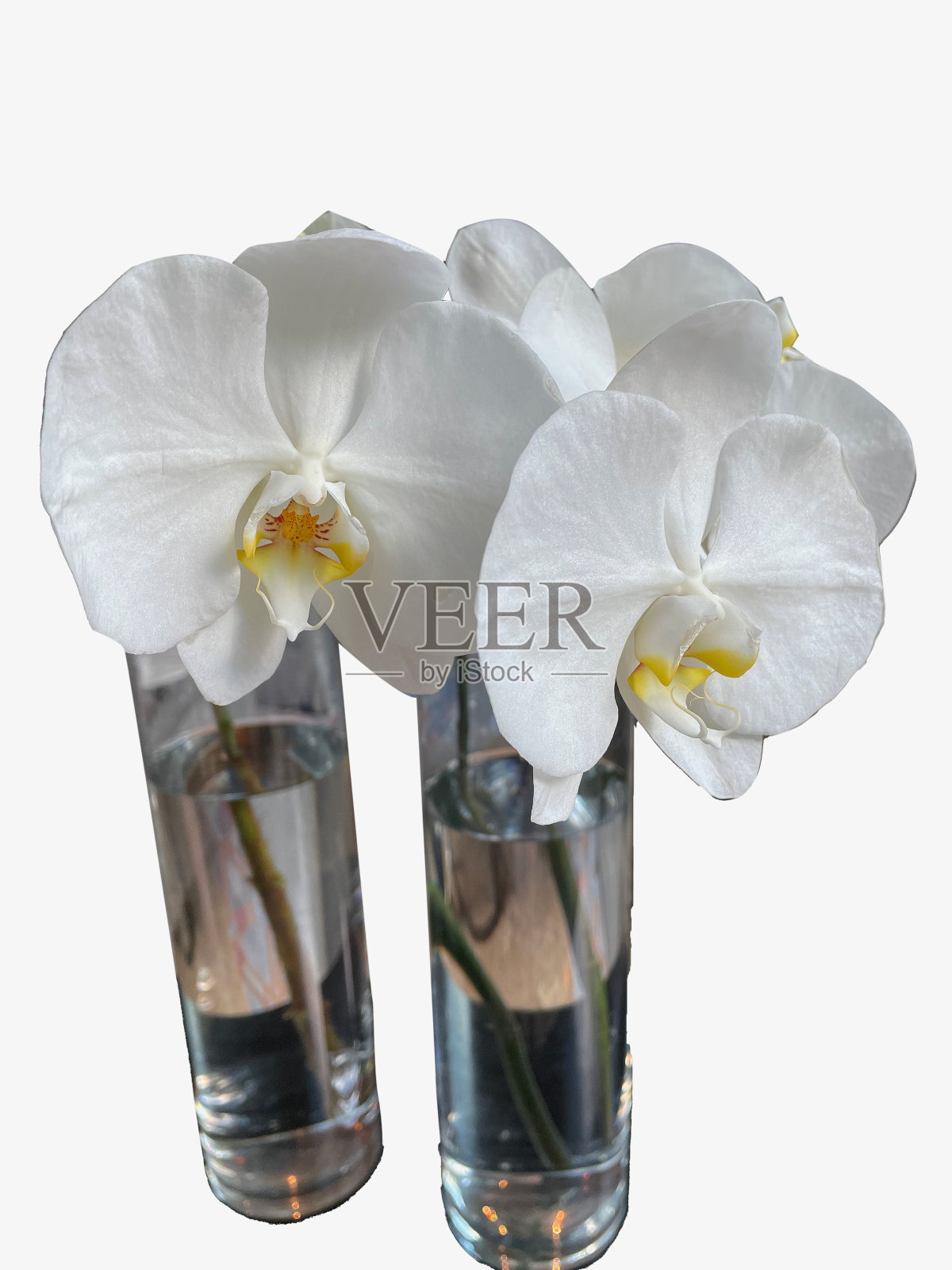 白色卡特兰,插在玻璃花瓶里。照片摄影图片