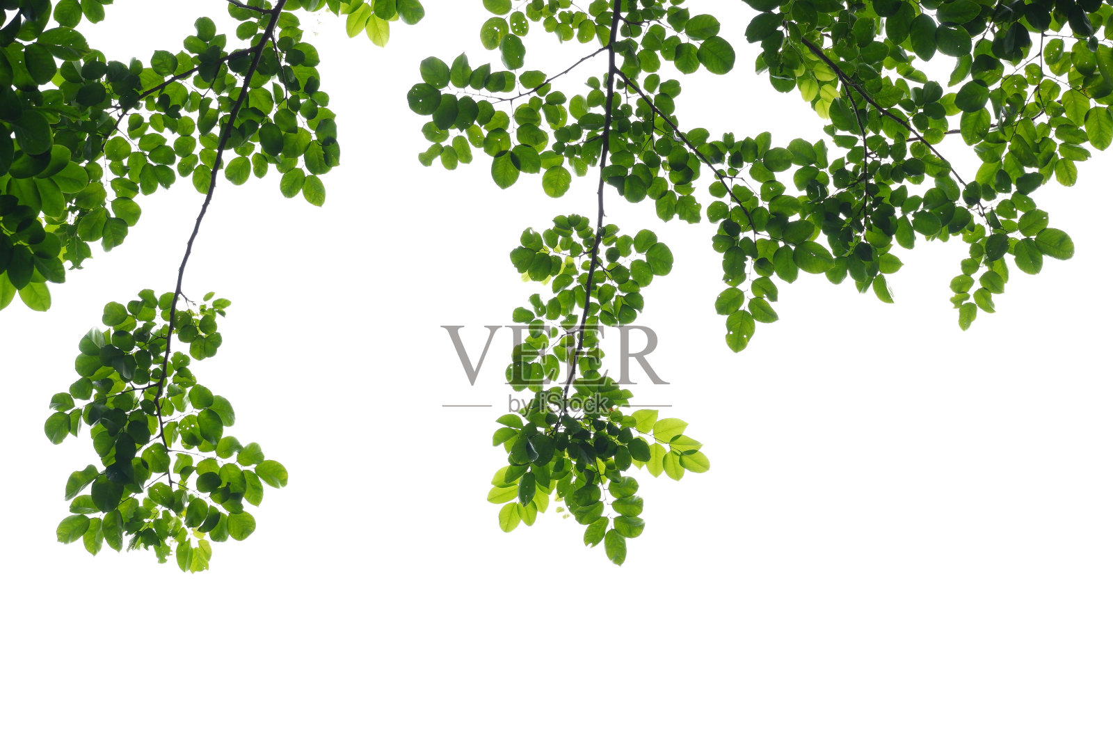 热带树叶与树枝在白色孤立的背景绿色树叶的背景和复制空间和照片摄影图片