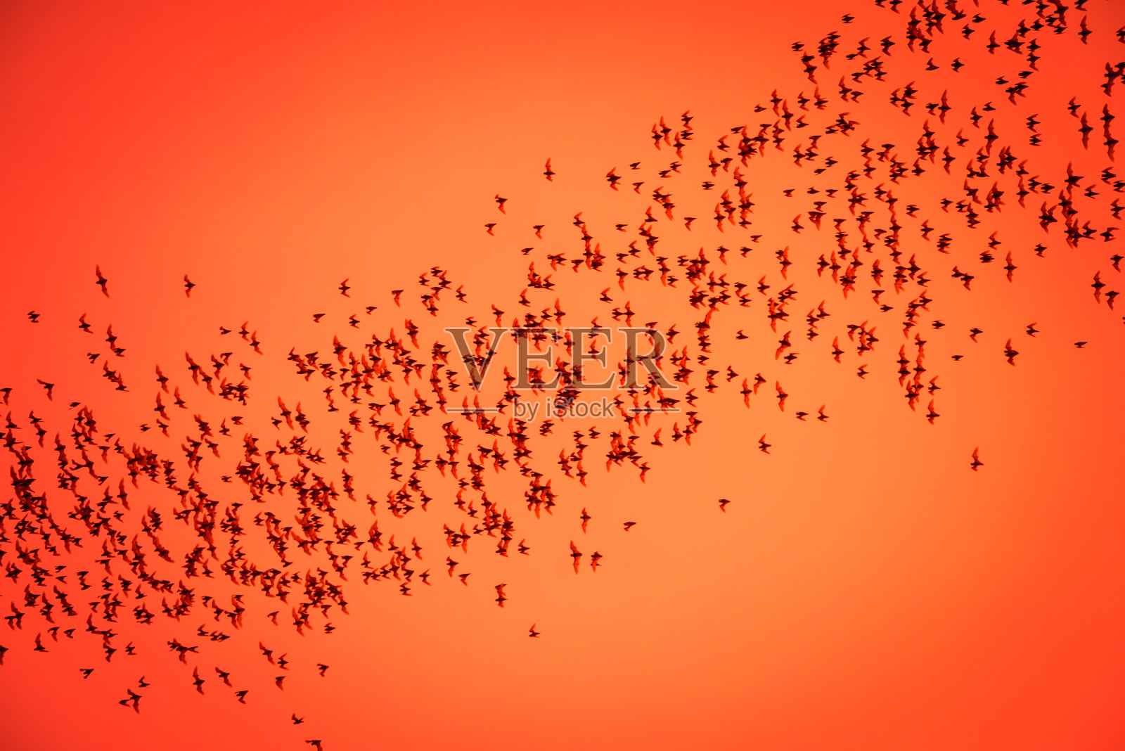 黄昏时分,许多蝙蝠洞飞流从森林山上划来。照片摄影图片