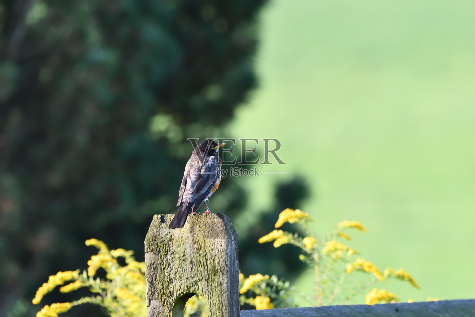 罗宾照片摄影图片