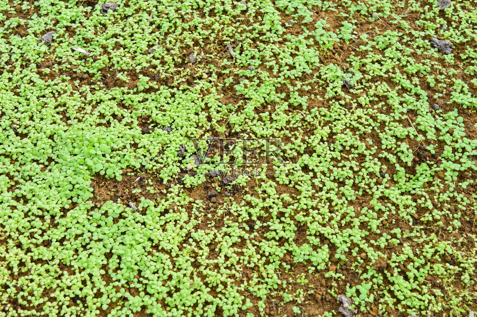白菜(芸苔菜)对)照片摄影图片