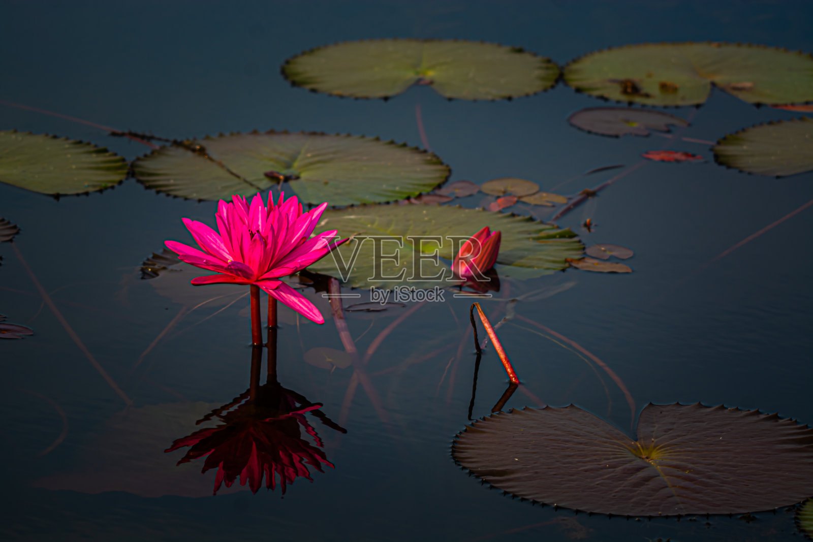 在泰国乌隆他尼省,一个叫做红莲海的大池塘里有一片红色的莲花。照片摄影图片