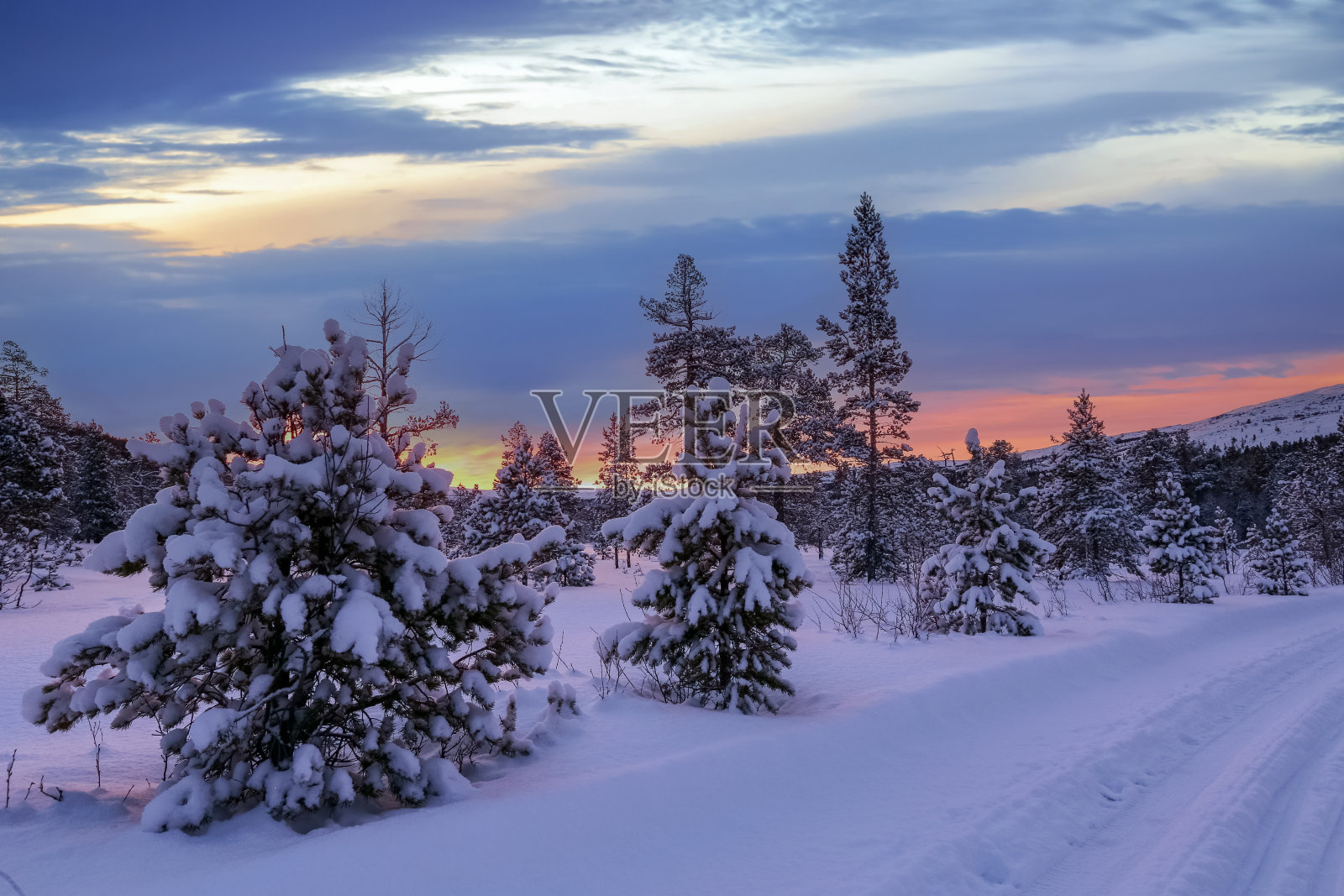 雪松林照片摄影图片