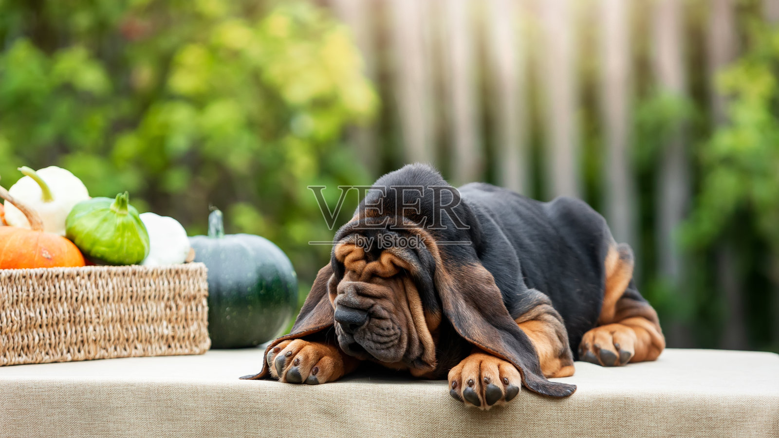 可爱的猎犬小狗躺在户外阳光下的桌子上照片摄影图片