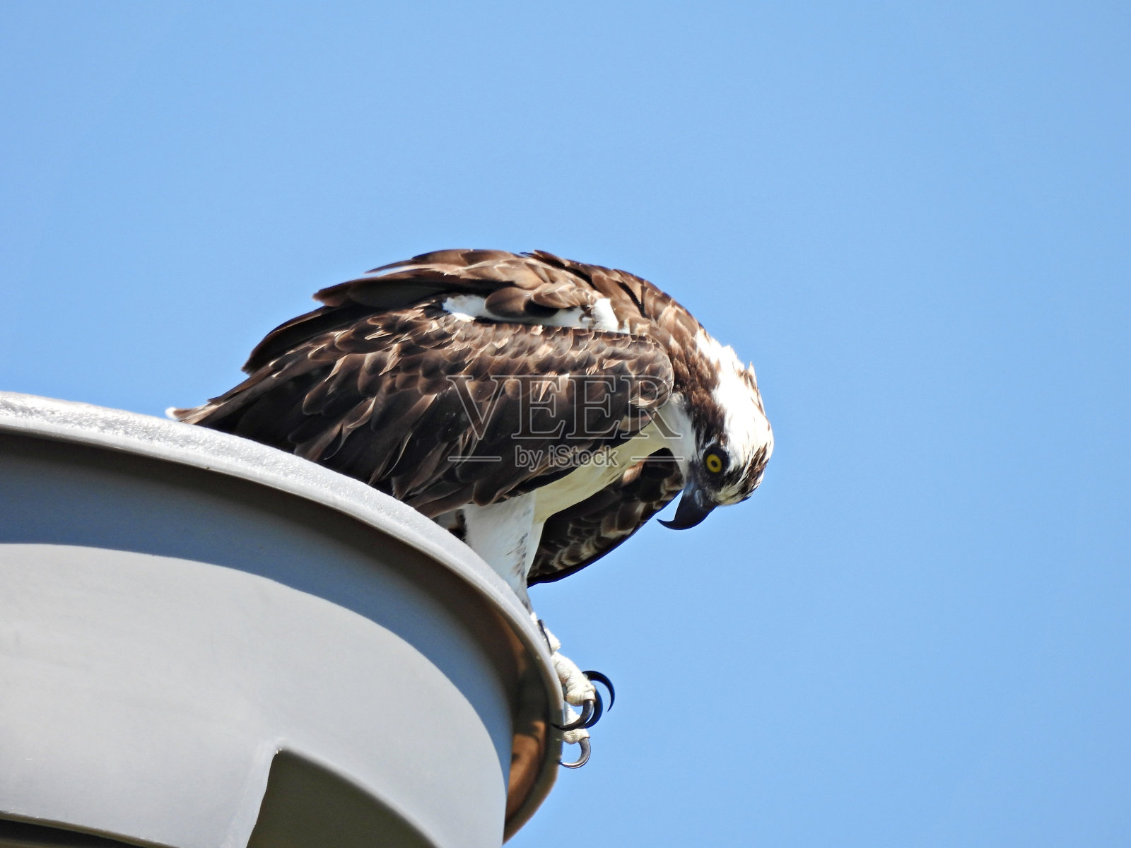 鱼鹰(Pandion haliaetus)——俯视,栖息在筑巢平台上照片摄影图片