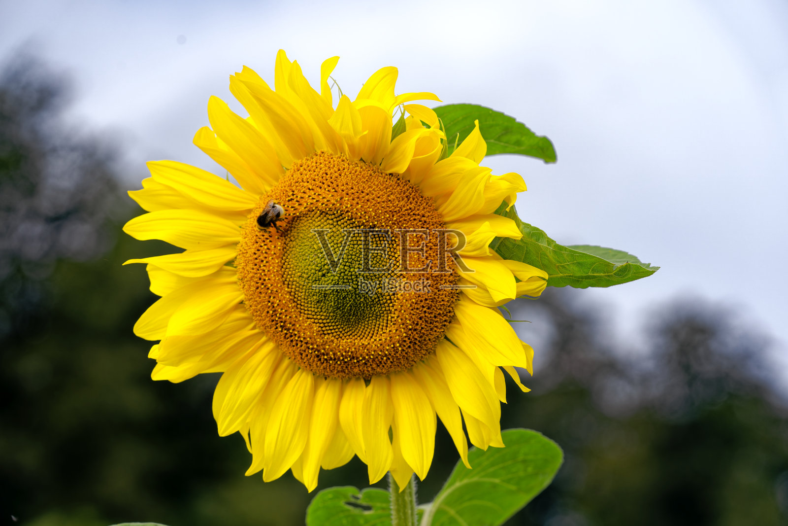 瑞士小镇向日葵与昆虫盛开的美景。照片摄影图片